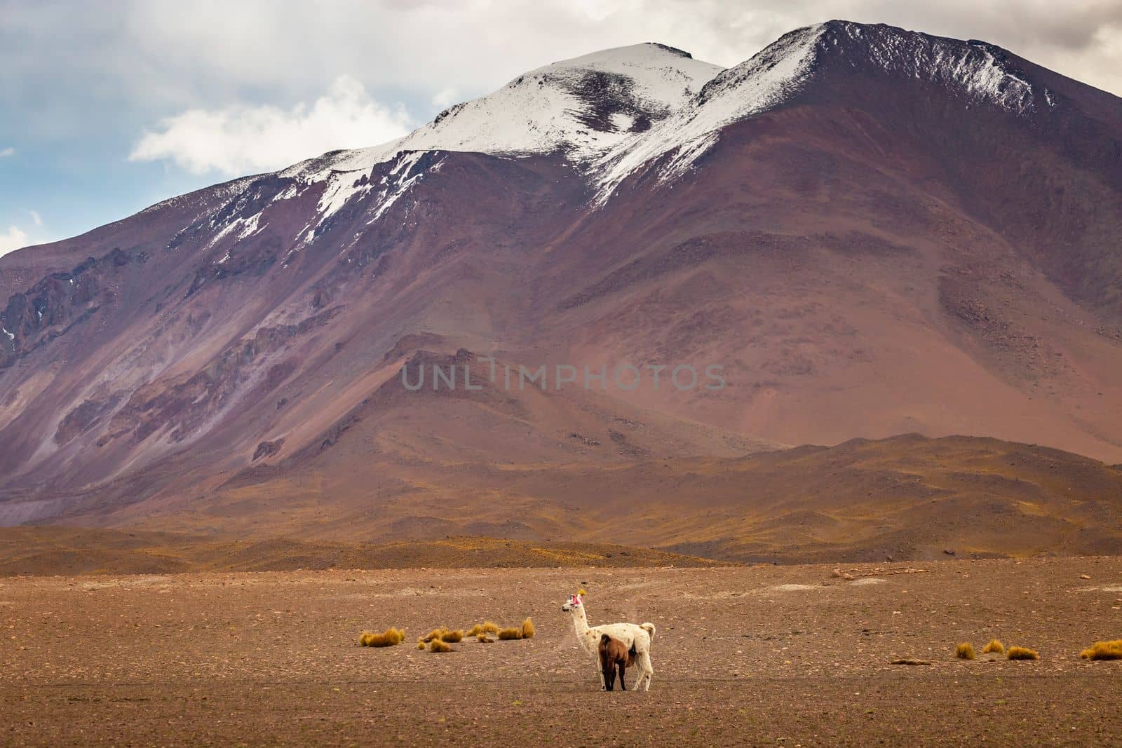 LLamas in Bolivia altiplano near Chilean atacama border, South America