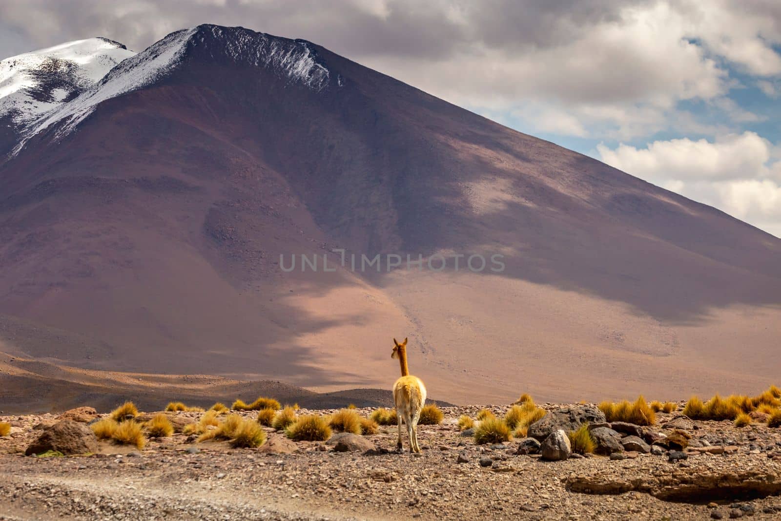 LLamas vicuna in Bolivia altiplano near Chilean atacama border, South America