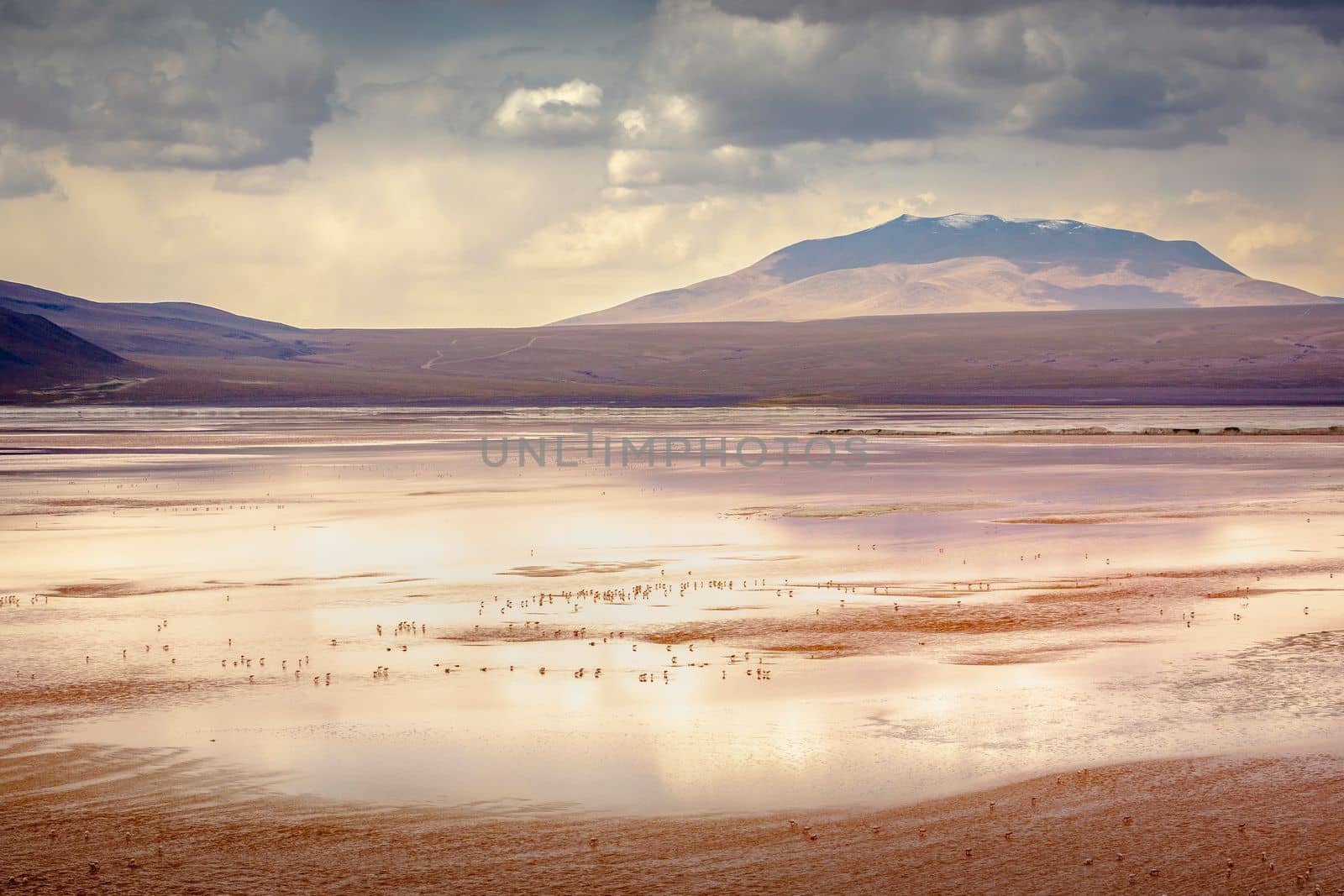 Laguna colorada, Red lake, with Andean Flamingos and Idyllic Altiplano Atacama Desert, Volcanic landscape, Potosi, Bolivian Andes, Bolivia