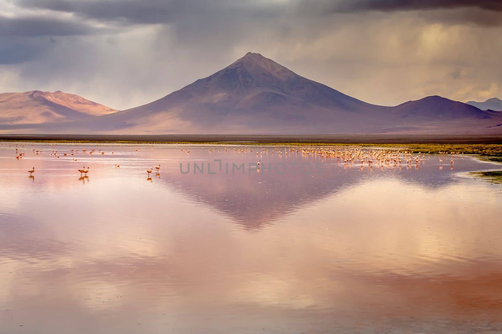 Laguna colorada, Red lake, with Andean Flamingos and Idyllic Altiplano Atacama Desert, Volcanic landscape, Potosi, Bolivian Andes, Bolivia