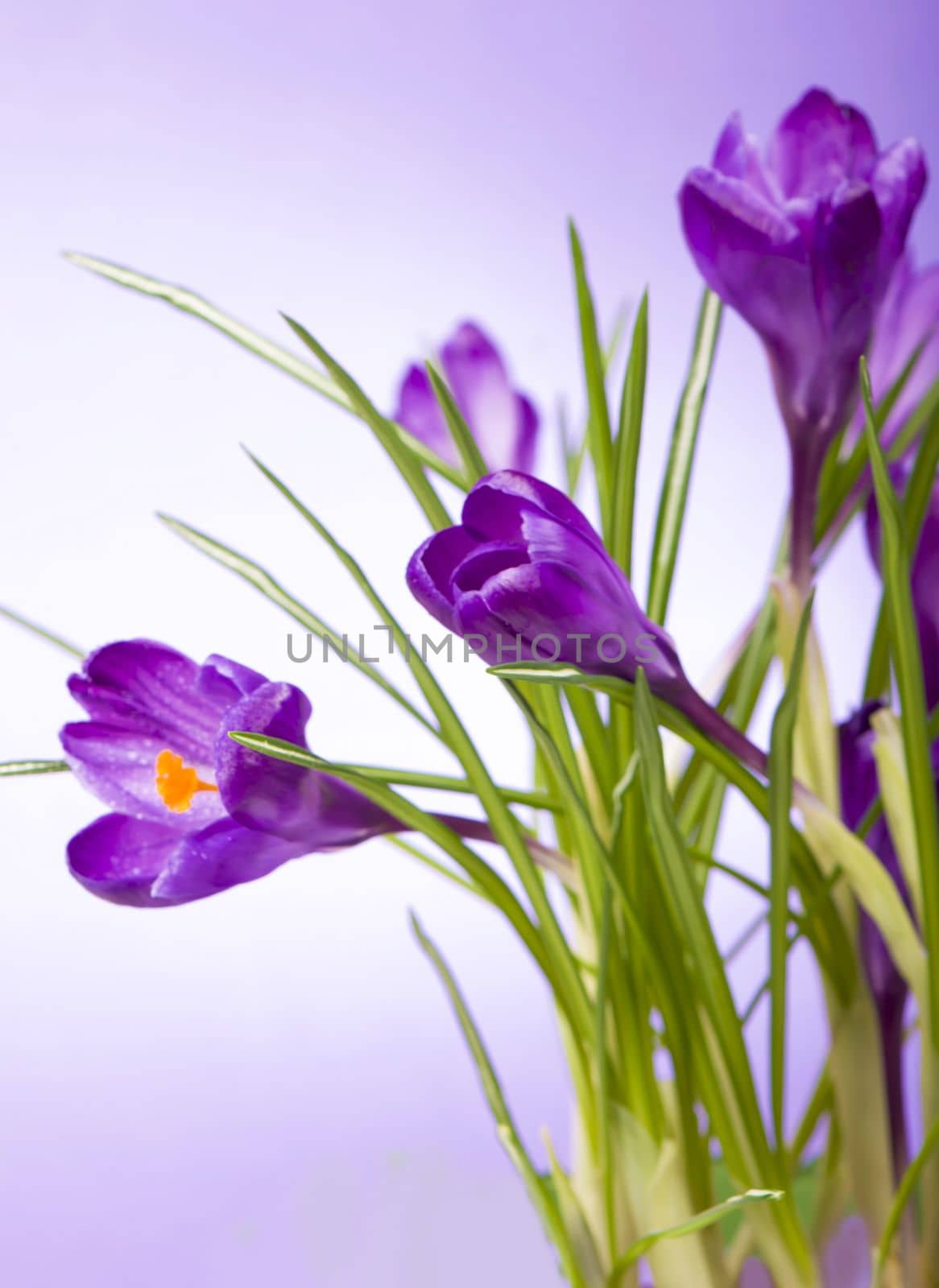 crocuses . yellow tulips. bright spring flowers on wooden background by aprilphoto