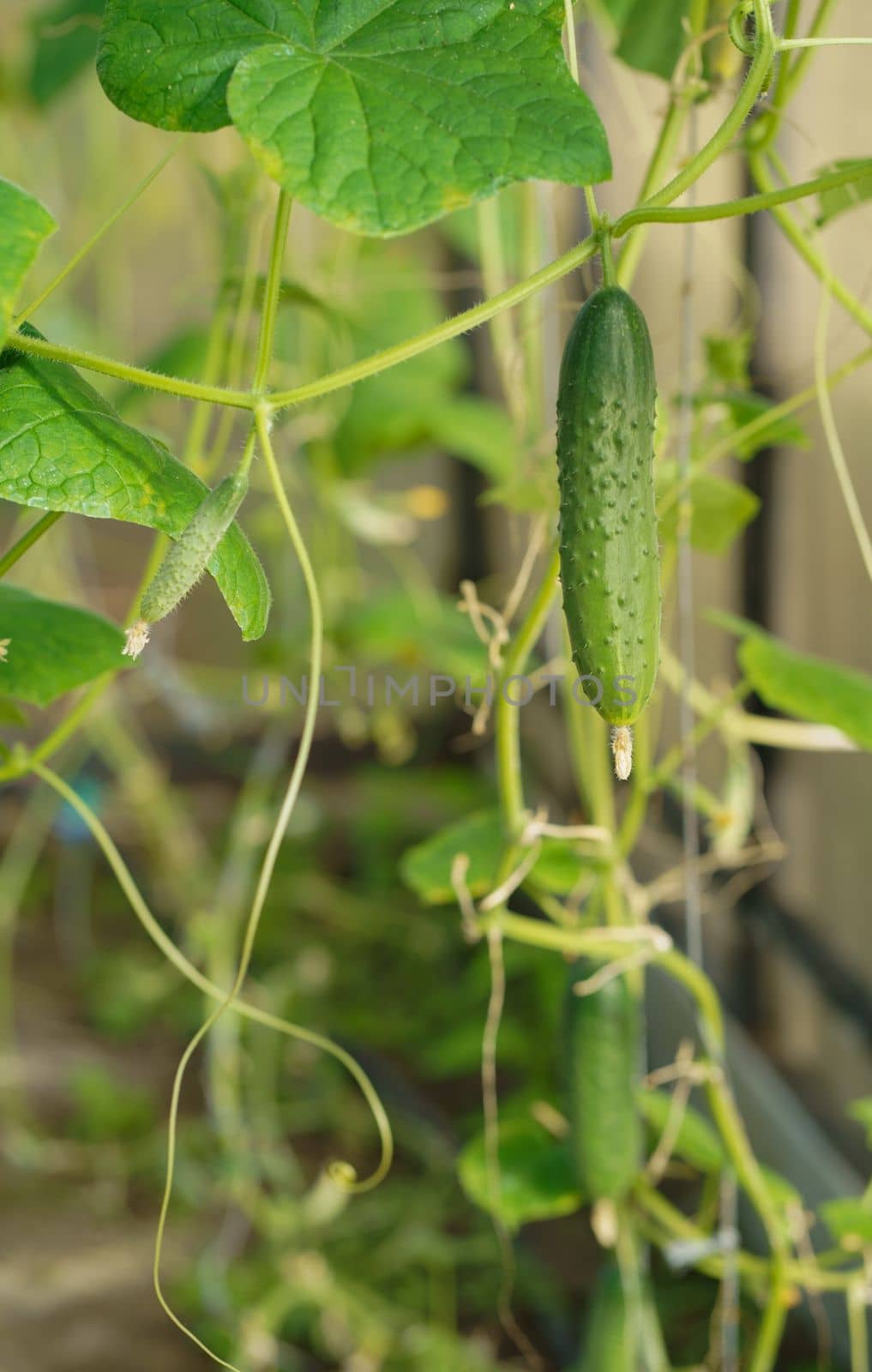 Small and large cucumbers growing in the garden on a special grid, flowering vegetables, harvest by aprilphoto