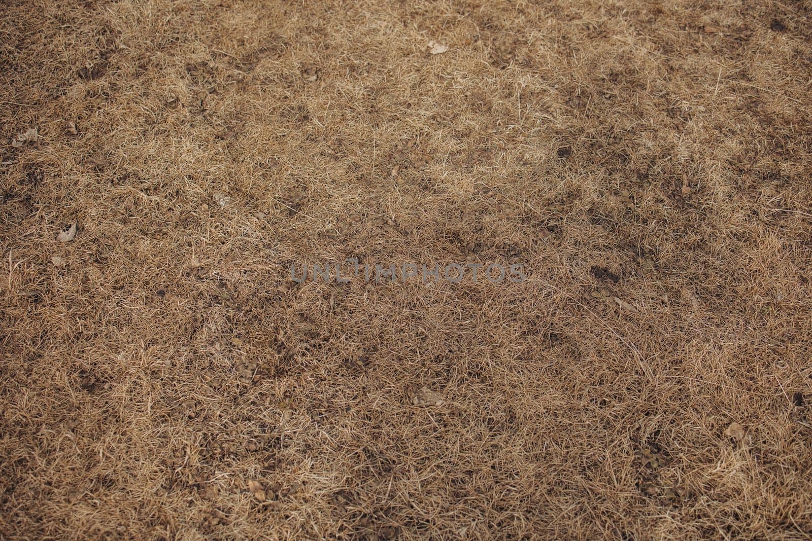 Dry grass in the pasture trampled by cattle in early spring
