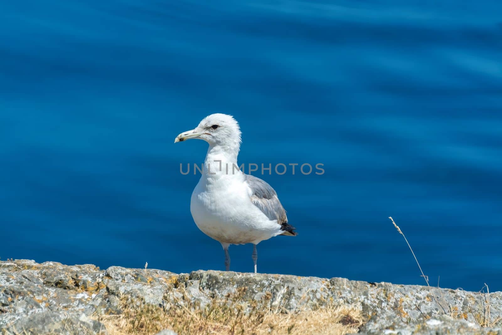 White and gray sigal landed on a rock on blue water background.