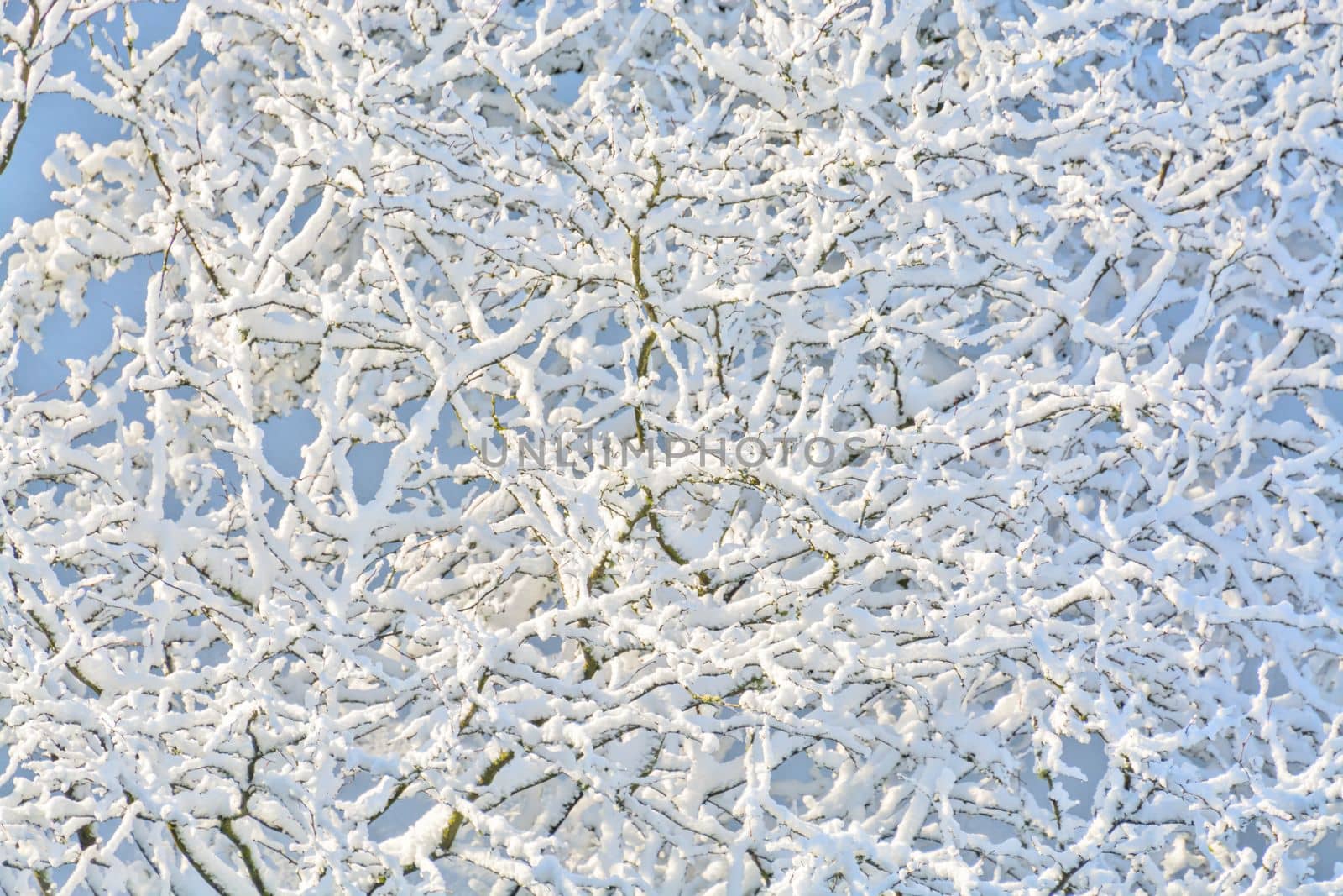 Texture background of tree branches in snow.