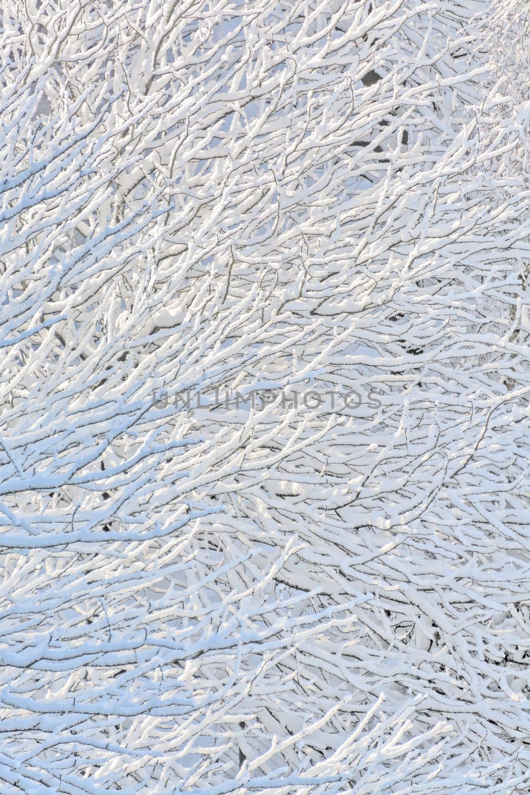Texture background of tree branches in snow.
