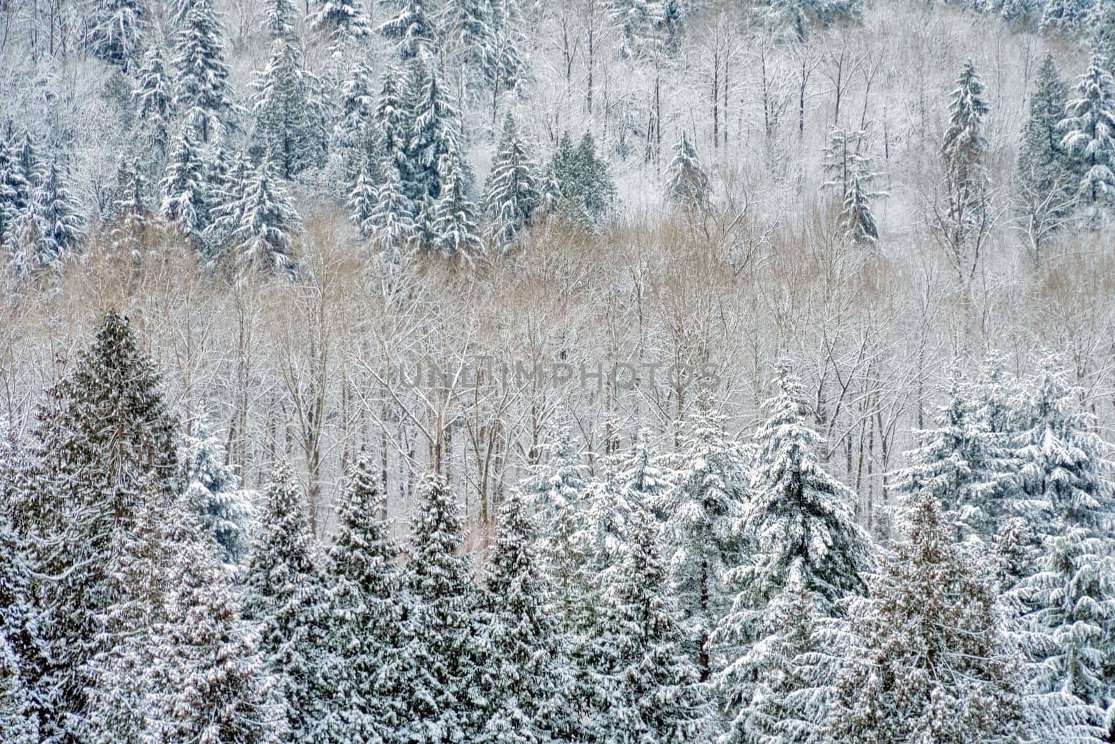 Forest trees on winter season covered with snow.