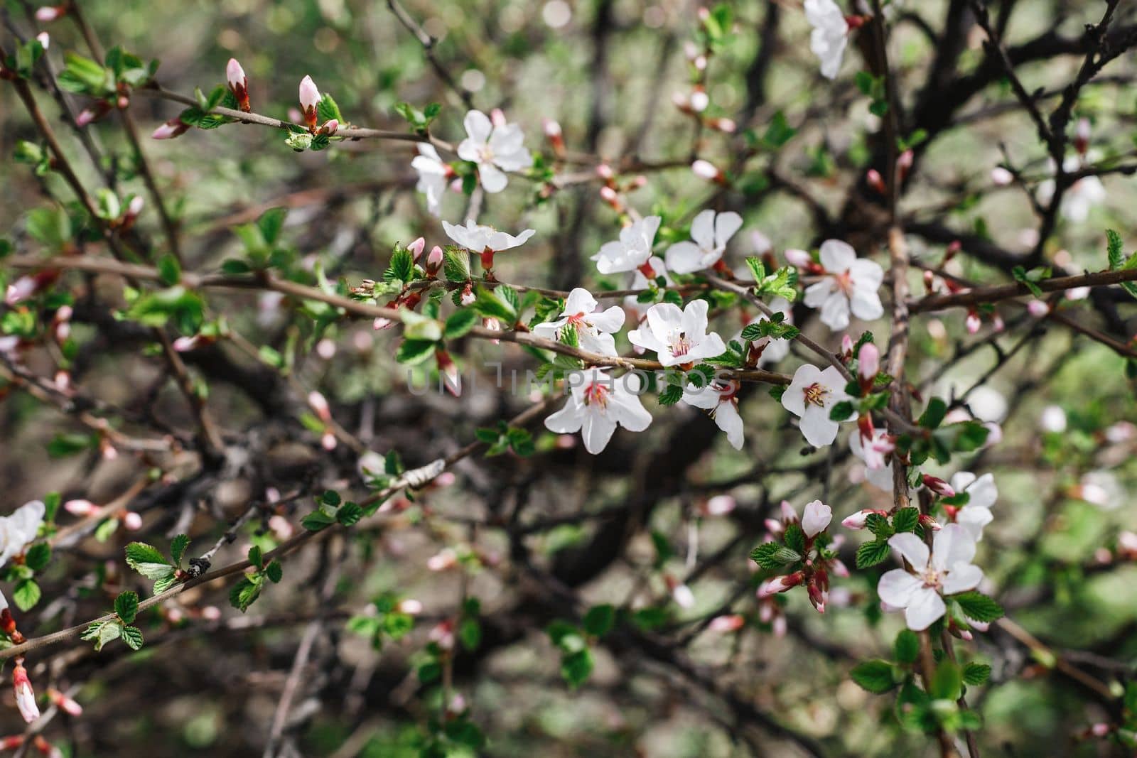 Cherry blossom branch in an urban garden in early spring by Alekstark