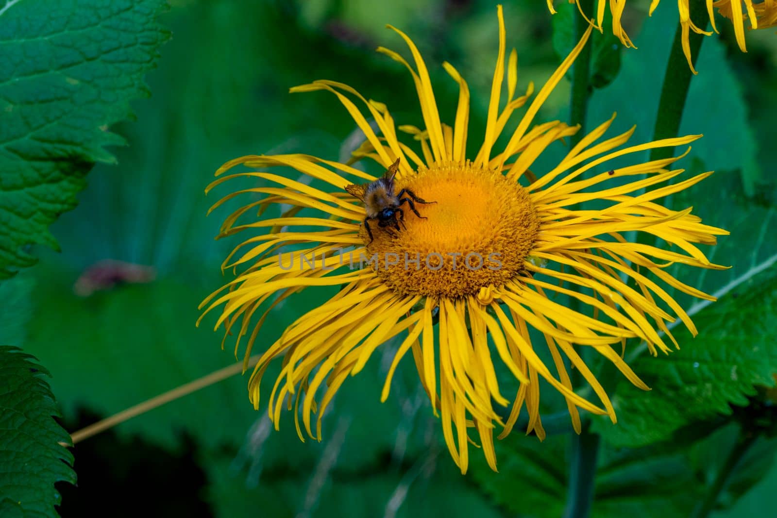 bumblebee collecting nectar from a beautiful flower. High quality photo