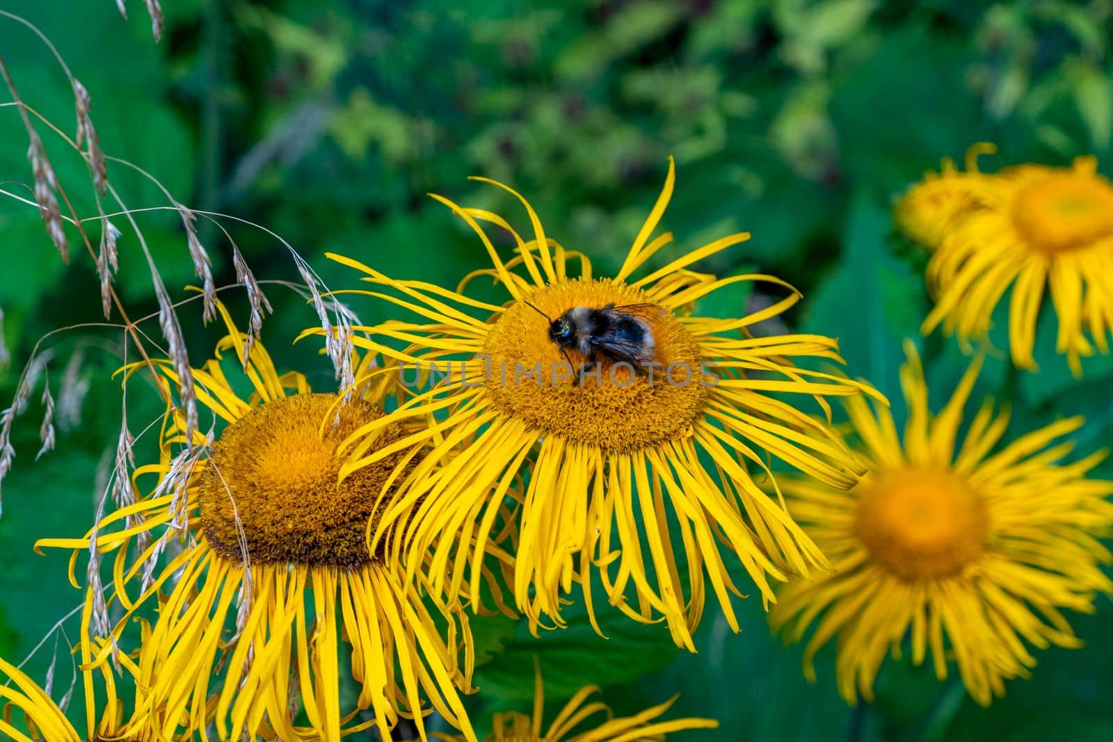 bumblebee collecting nectar from a beautiful flower. High quality photo