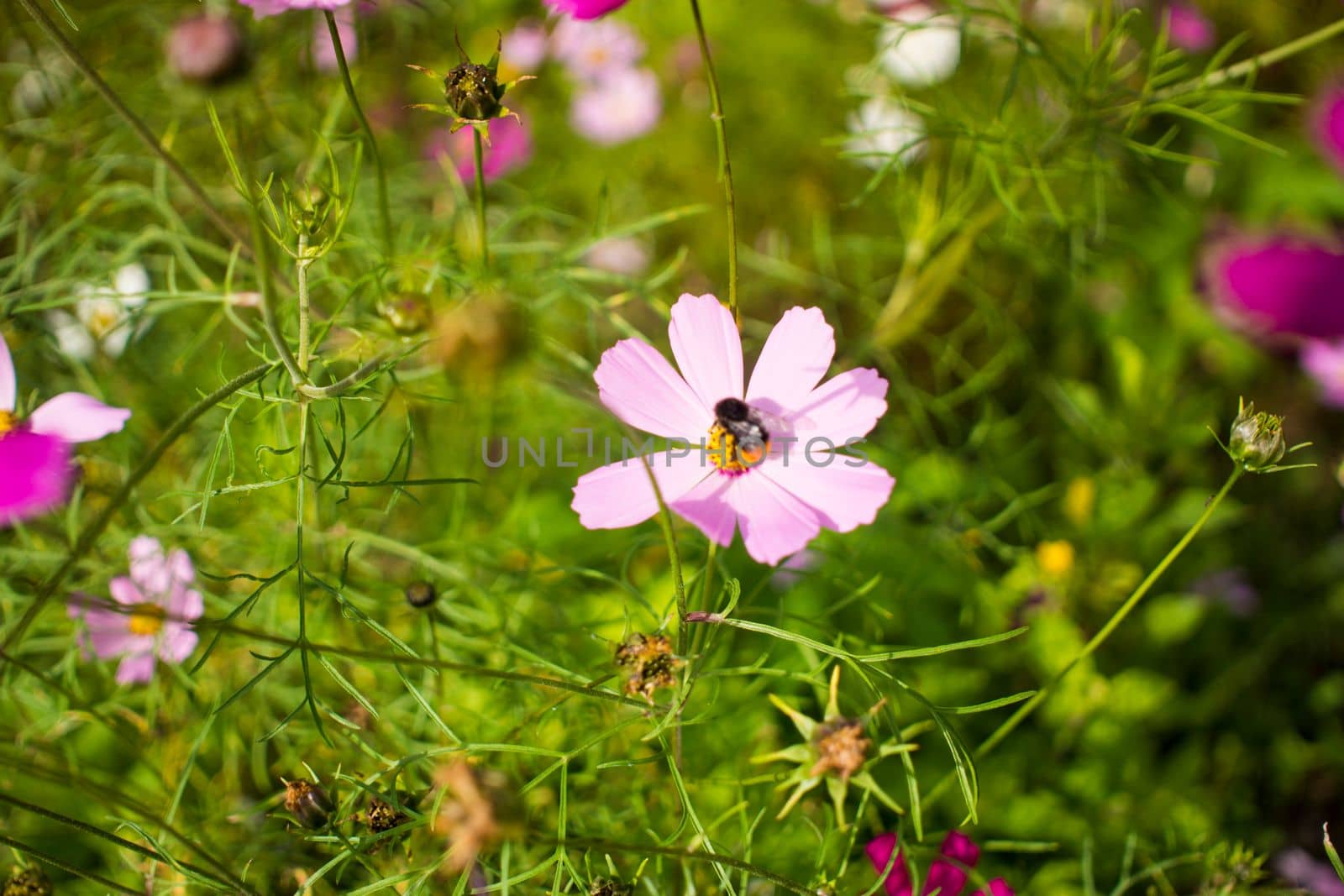 young bumblebee bathing in the pollen of a pink daisies flower on a flowerbed against a background of green leaves