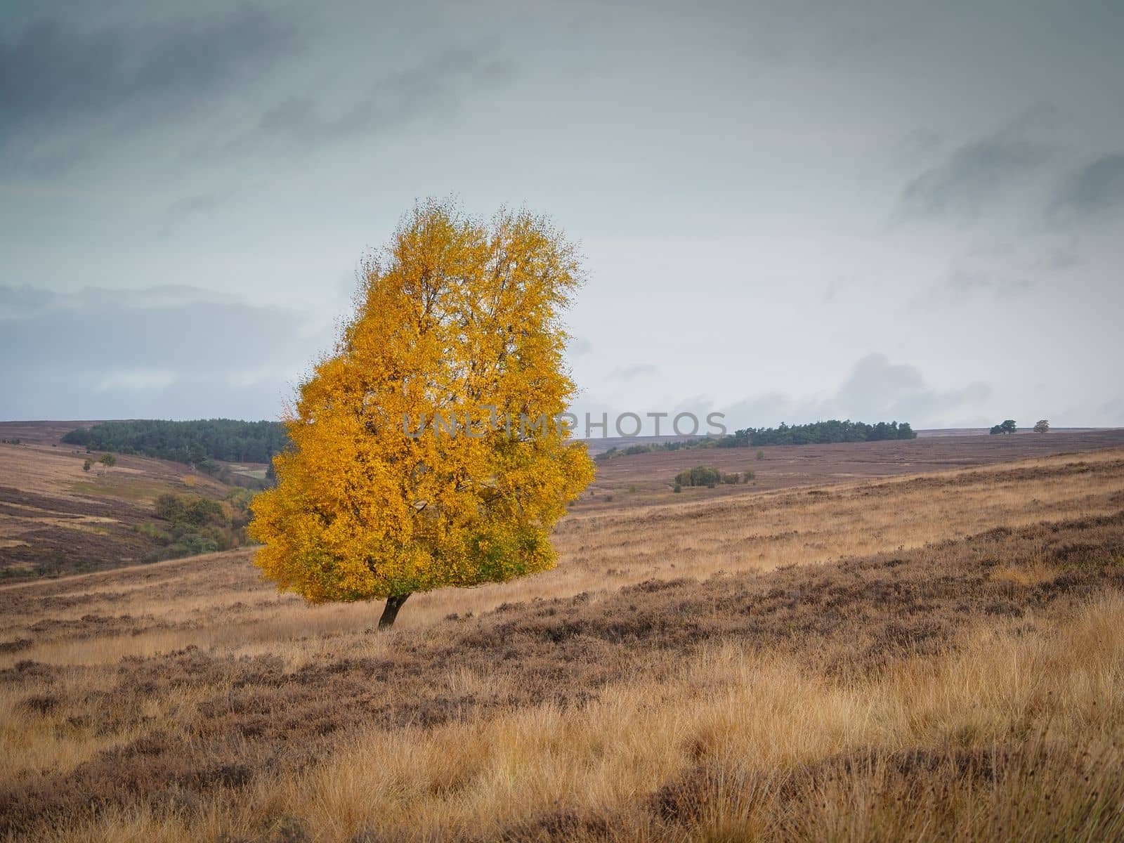 A lone tree with its leaves in glorious Autumn colours against a moody sky on top of Spaunton Moor, North York Moors National Park, UK