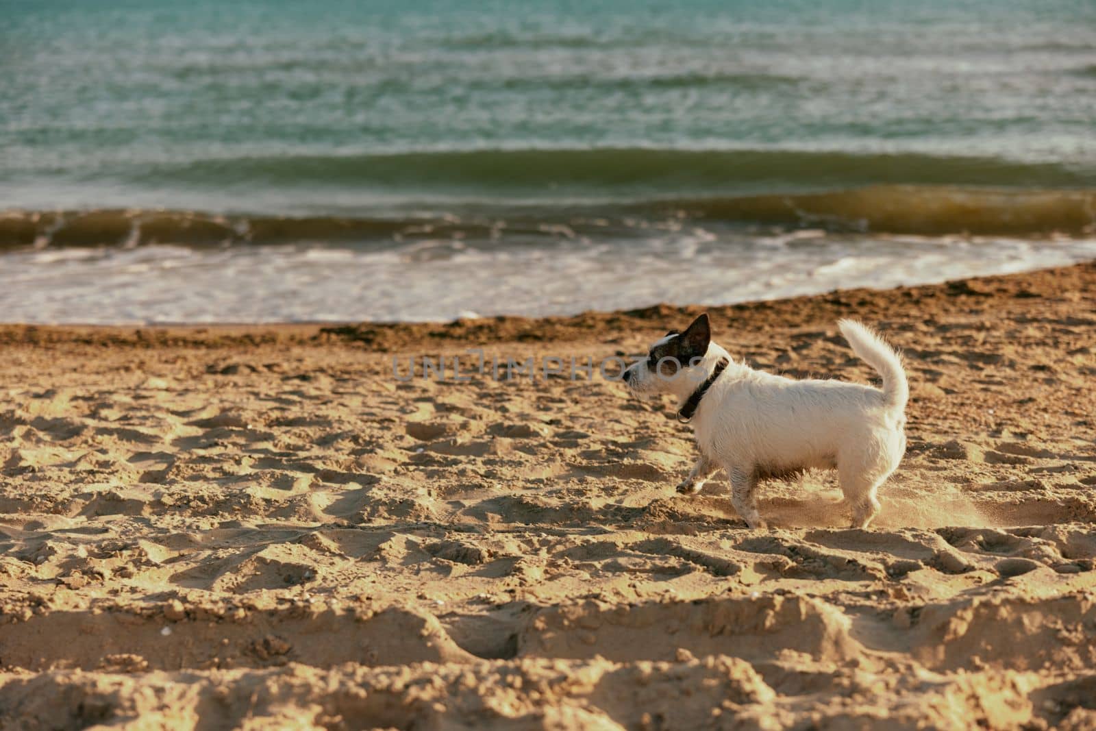 a small, cute, bright dog runs in the summer along the beach in the rays of the bright sun by Vichizh
