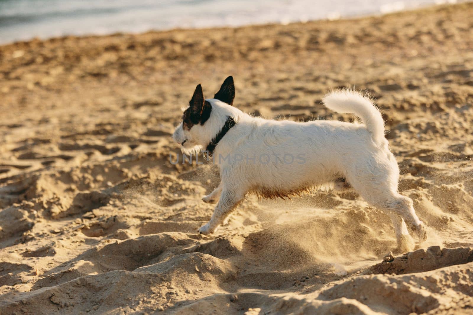 a small, cute, bright dog runs in the summer on the sand by Vichizh