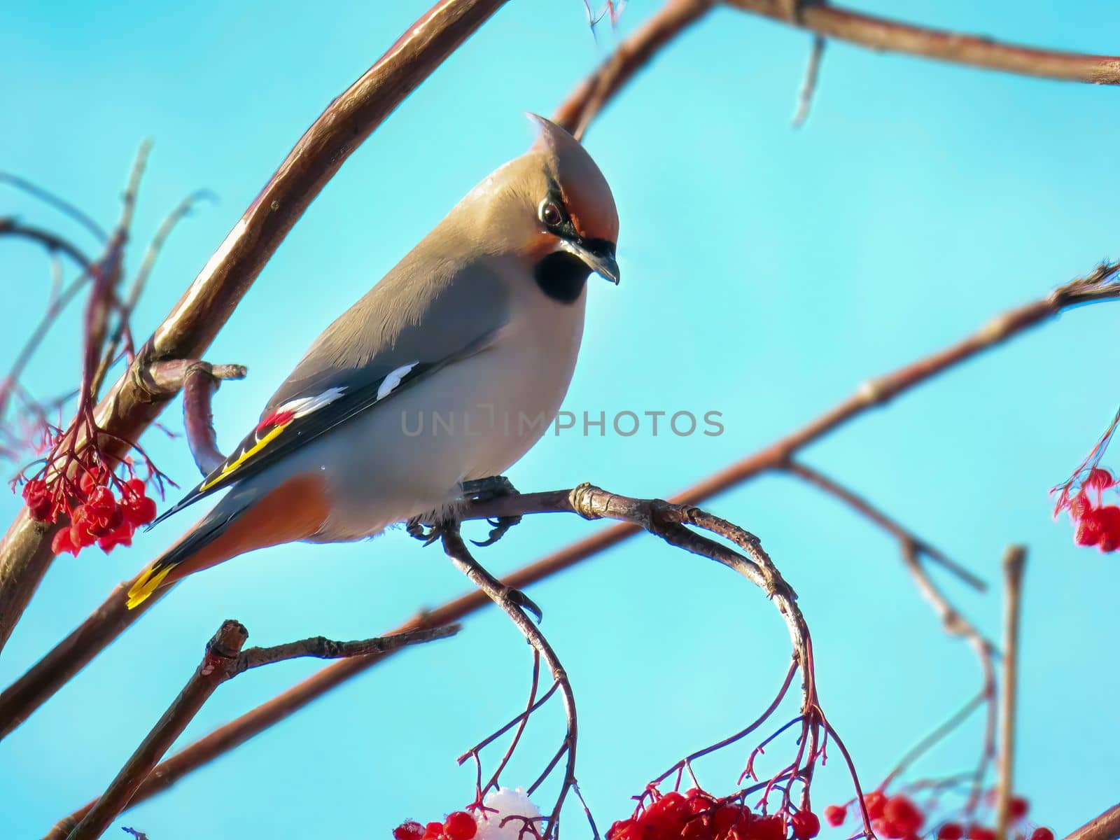 A Bohemian waxwing, starling-sized passerine bird that breeds in the northern forests of the Palearctic and North America. It has mainly buff-grey plumage, black face markings and a pointed crest. by oasisamuel