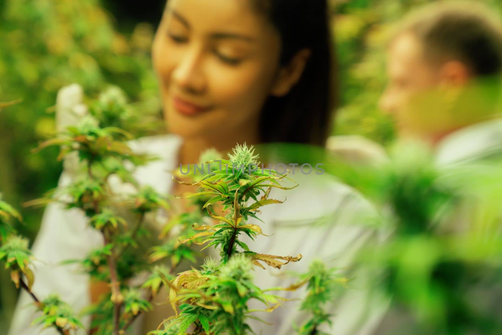 Female scientists researching cannabis hemp and marijuana plants in gratifying indoor curative cannabis plants farm. Cannabis plants for medicinal cannabis products for healthcare and medical purpose.