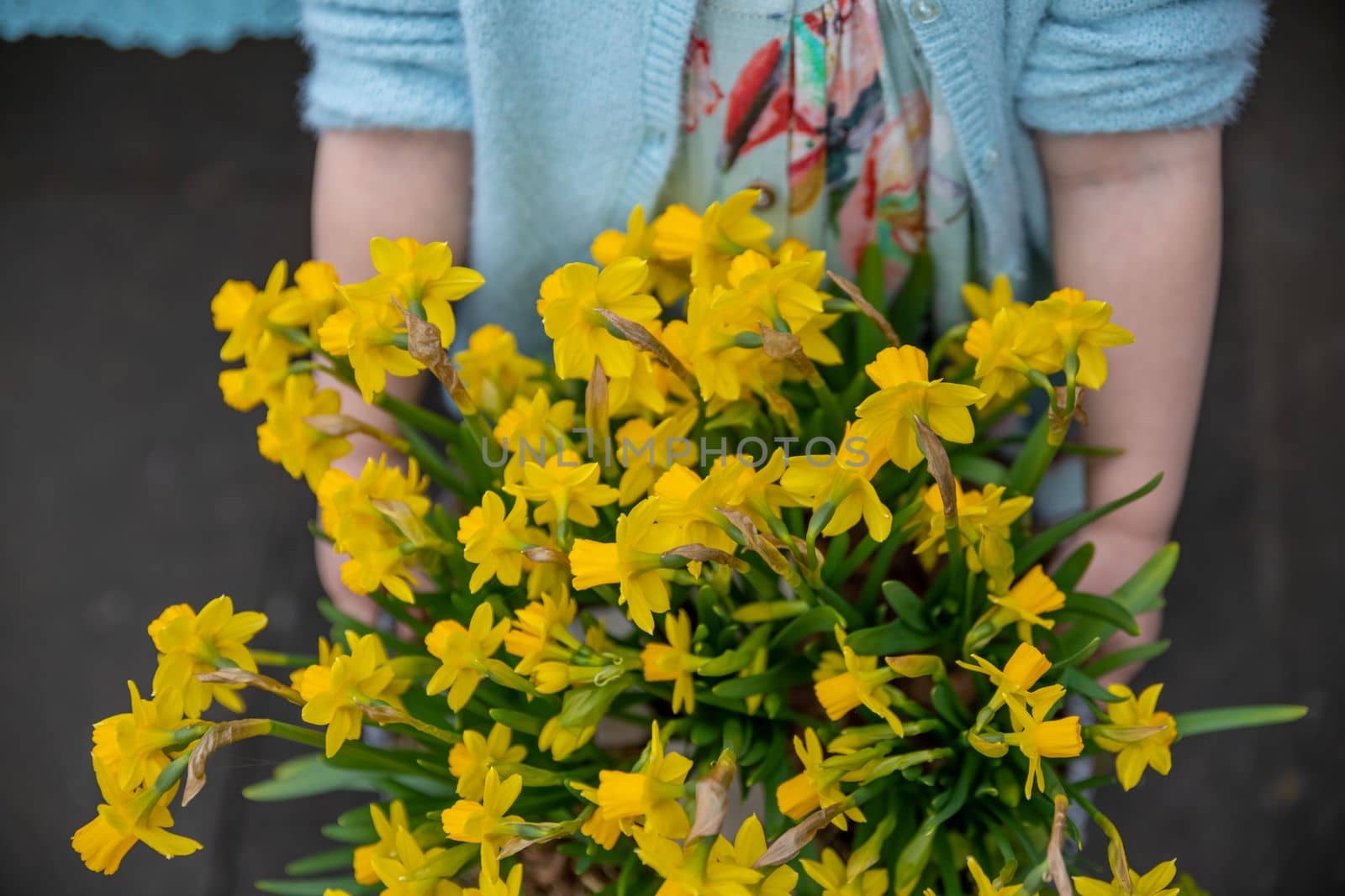 Girl in a turquoise dress holds a pot of daffodils