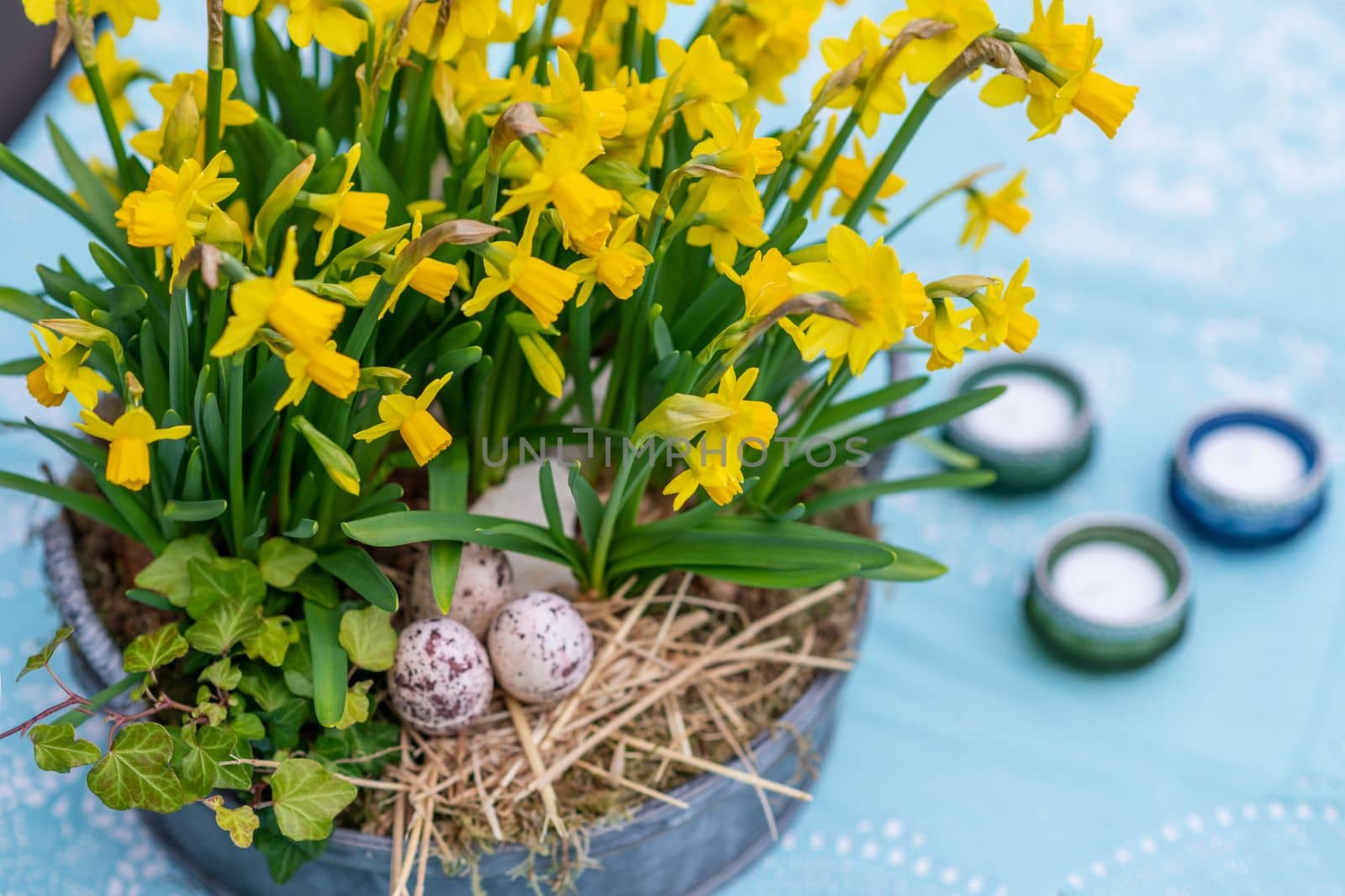 Daffodils with bulbs in a large pot with eggs for Easter