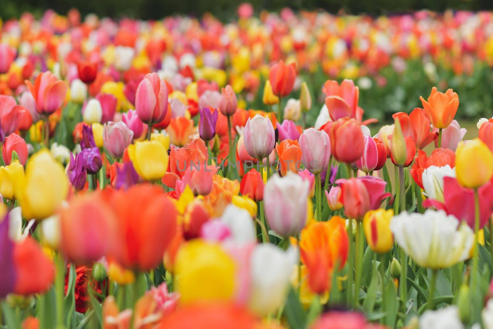 Multicolored tulip background in a park of Holland