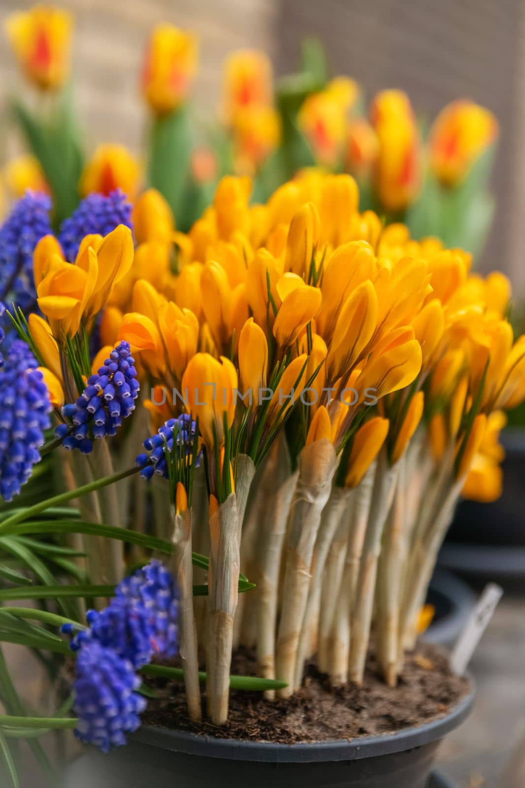 Yellow crocuses and muscari first spring flowers