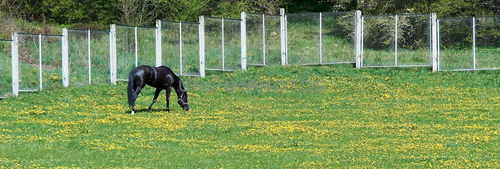 black horse walks in a paddock in spring by Hil