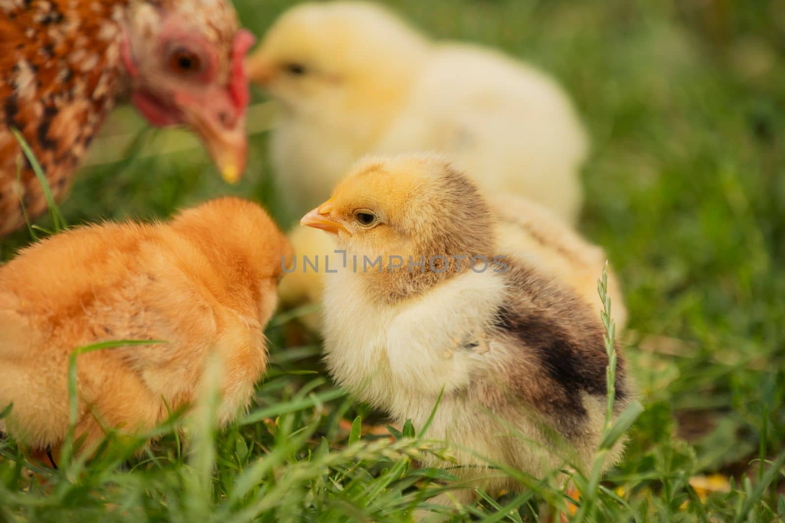 chickens with their mother walk on the grass, close-up