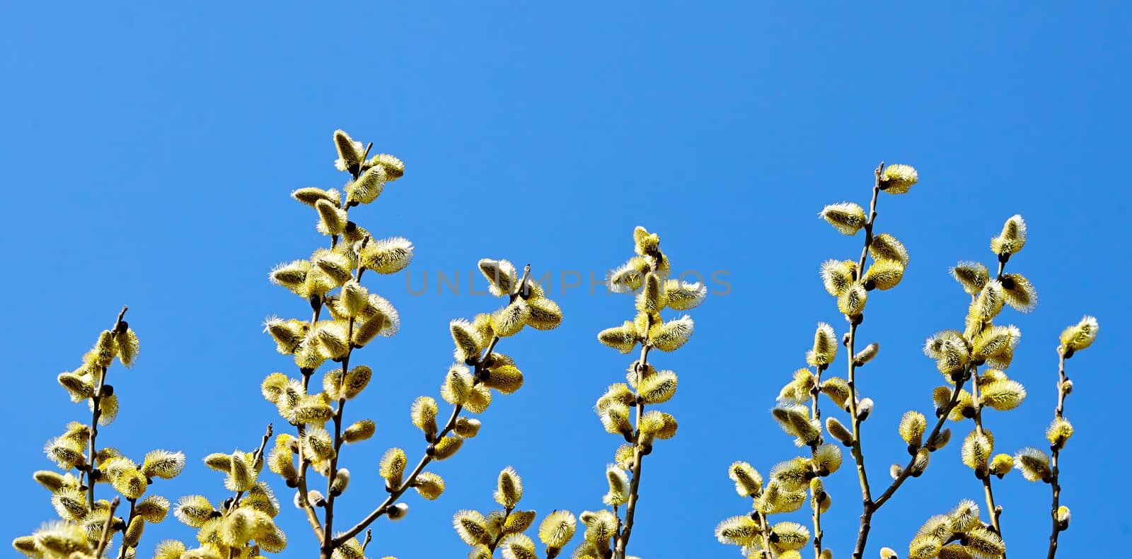 Goat willow, willow, blooms in spring on a clear day by Hil