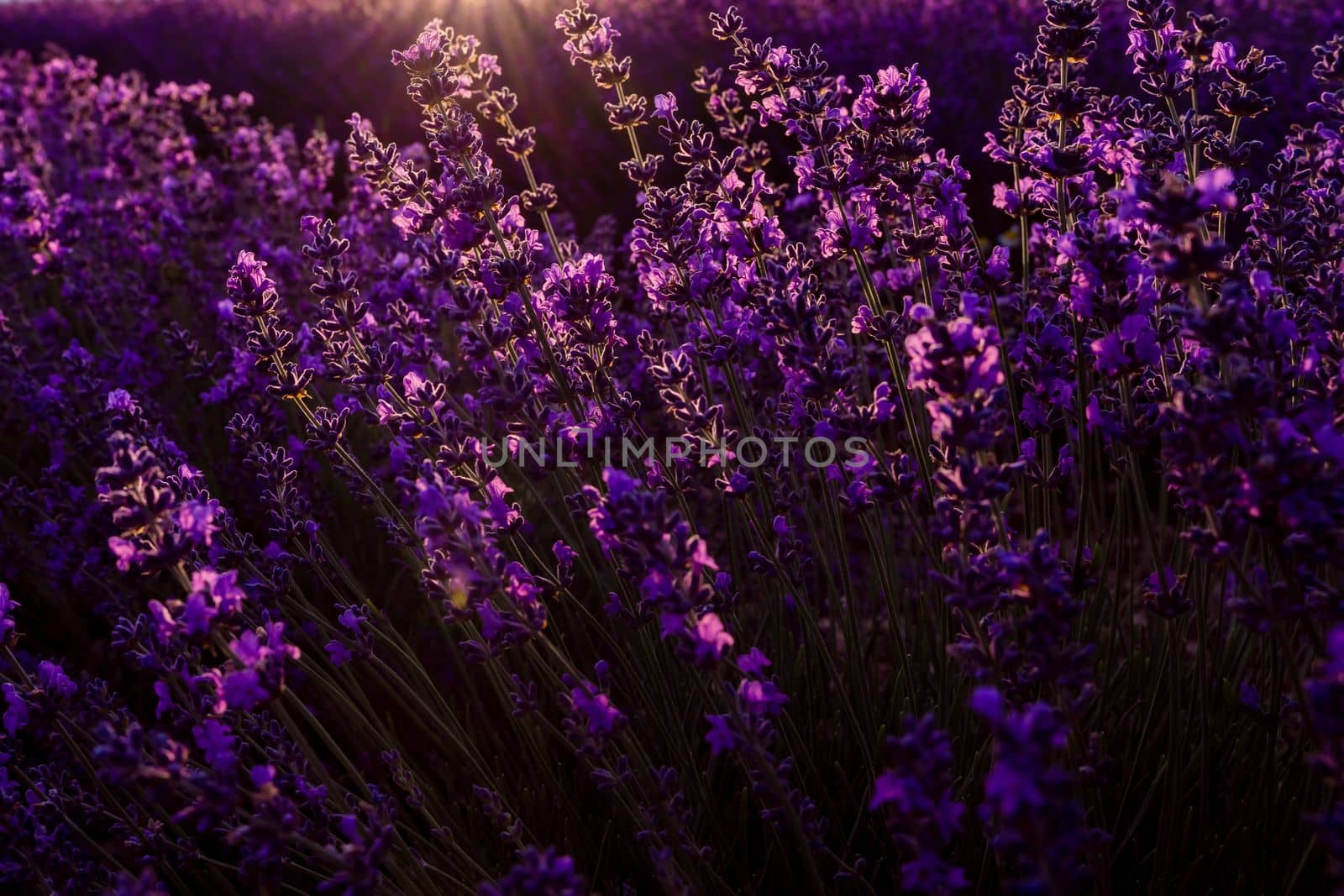 colorful sunset at lavender field in summer purple aromatic flowers. by Matiunina