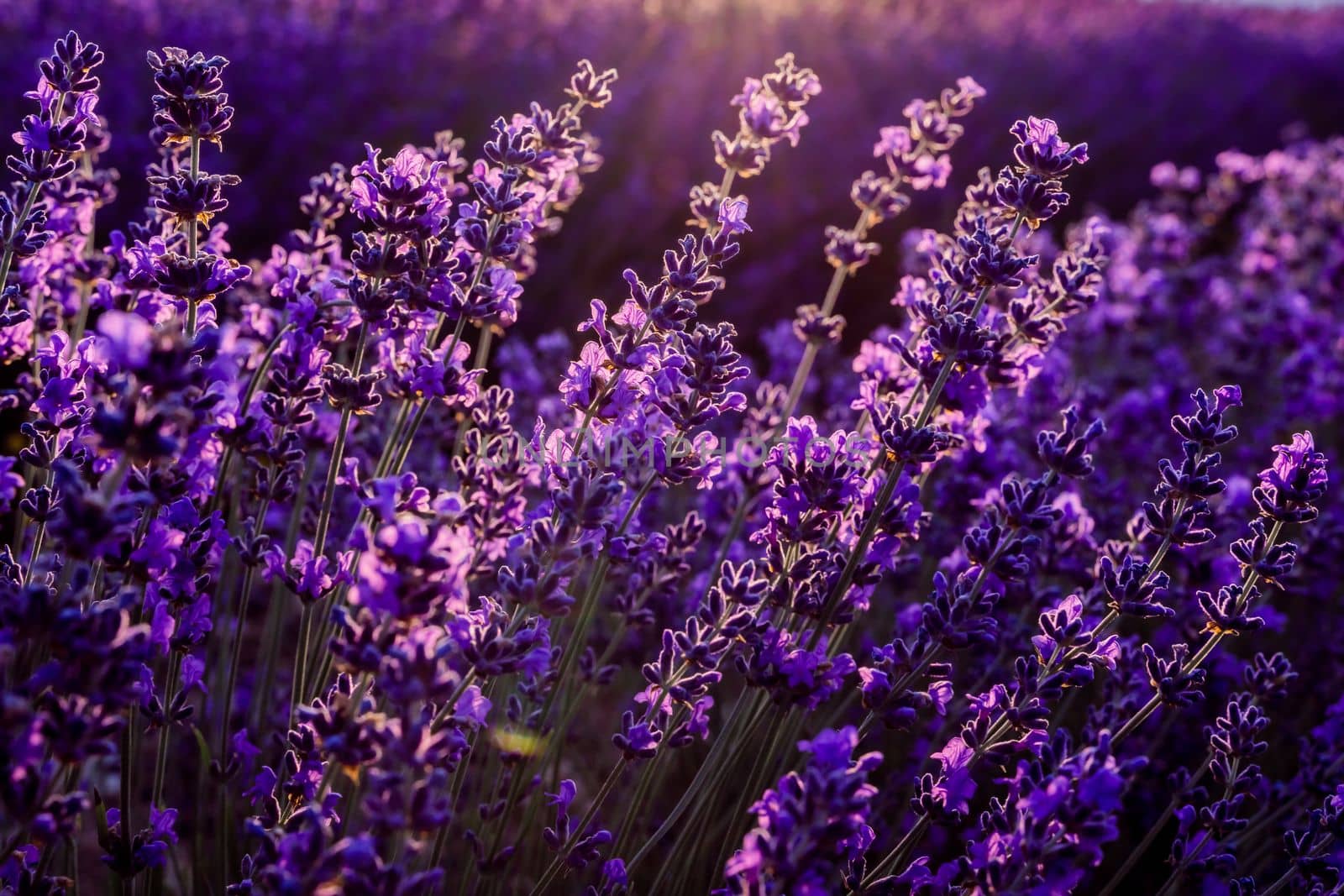 Lavender flowers close up on a lavender field. in the sunset light. Travel concept, aromatherapy. by Matiunina