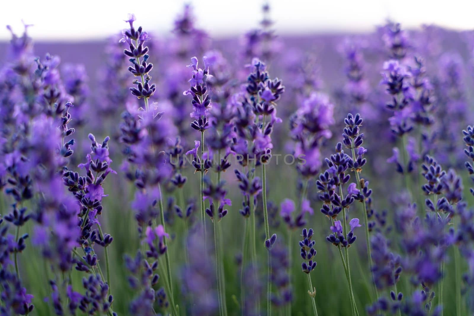 Lavender flower field, Blooming purple fragrant lavender flowers. Growing lavender swaying in the wind, harvesting, perfume ingredient, aromatherapy.