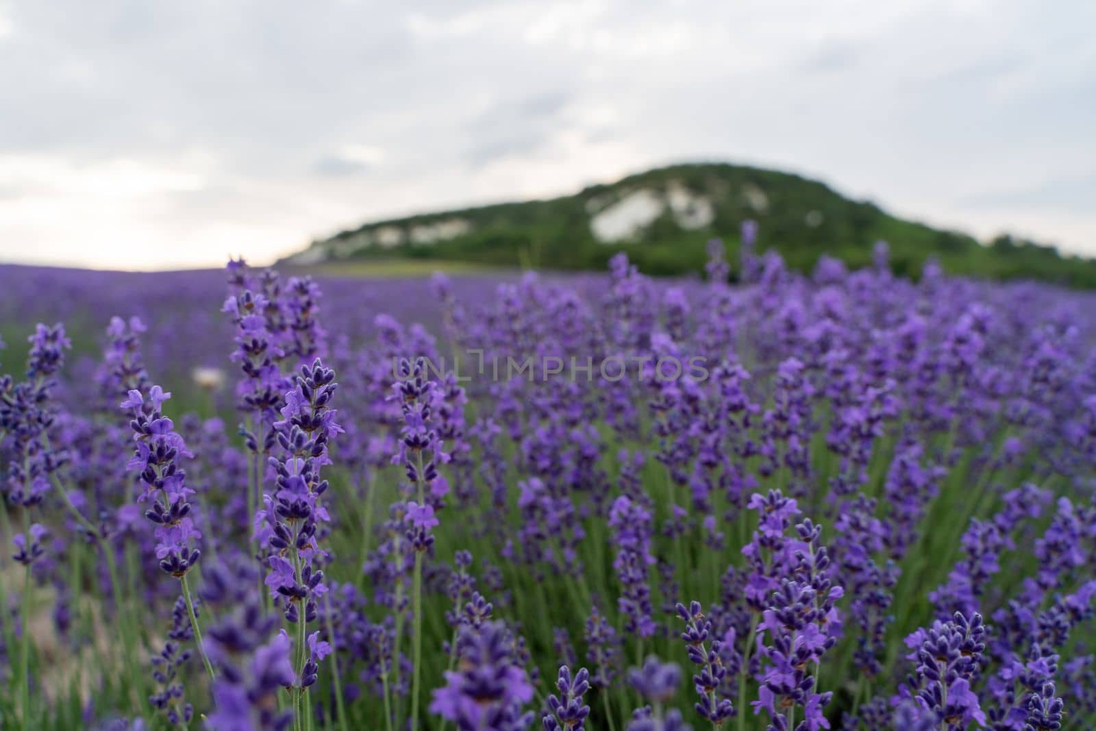 Lavender flower field, Blooming purple fragrant lavender flowers. Growing lavender swaying in the wind, harvesting, perfume ingredient, aromatherapy by Matiunina