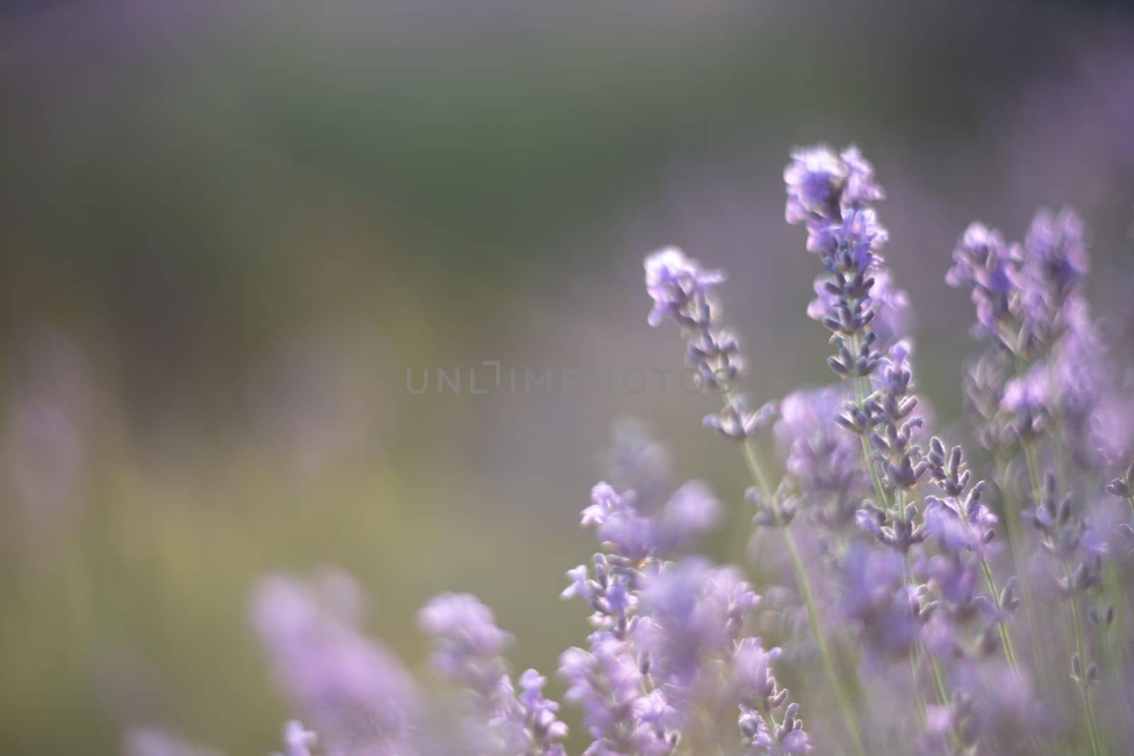 Lavender flower field, Blooming purple fragrant lavender flowers. Growing lavender swaying in the wind, harvesting, perfume ingredient, aromatherapy.