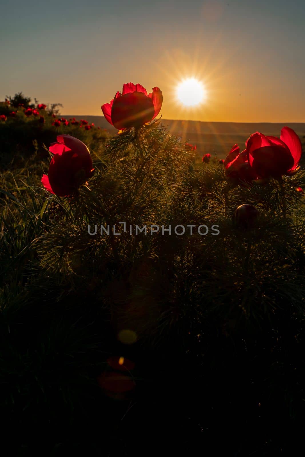 Wild peony is thin leaved Paeonia tenuifolia, in its natural environment against the sunset. Bright decorative flower, popular in garden landscape design selective focus by Matiunina