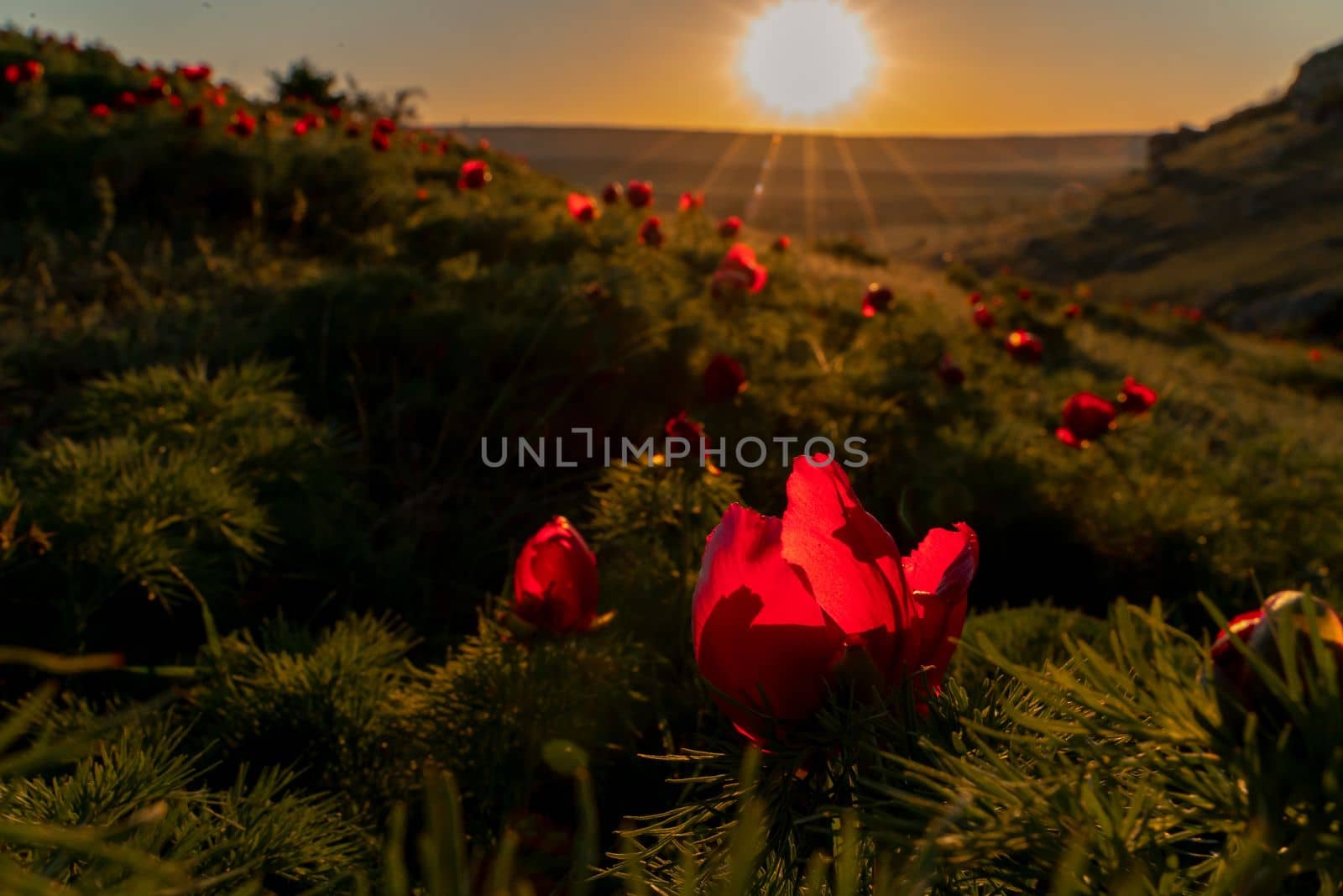 Wild peony is thin leaved Paeonia tenuifolia, in its natural environment against the sunset. Bright decorative flower, popular in garden landscape design selective focus by Matiunina