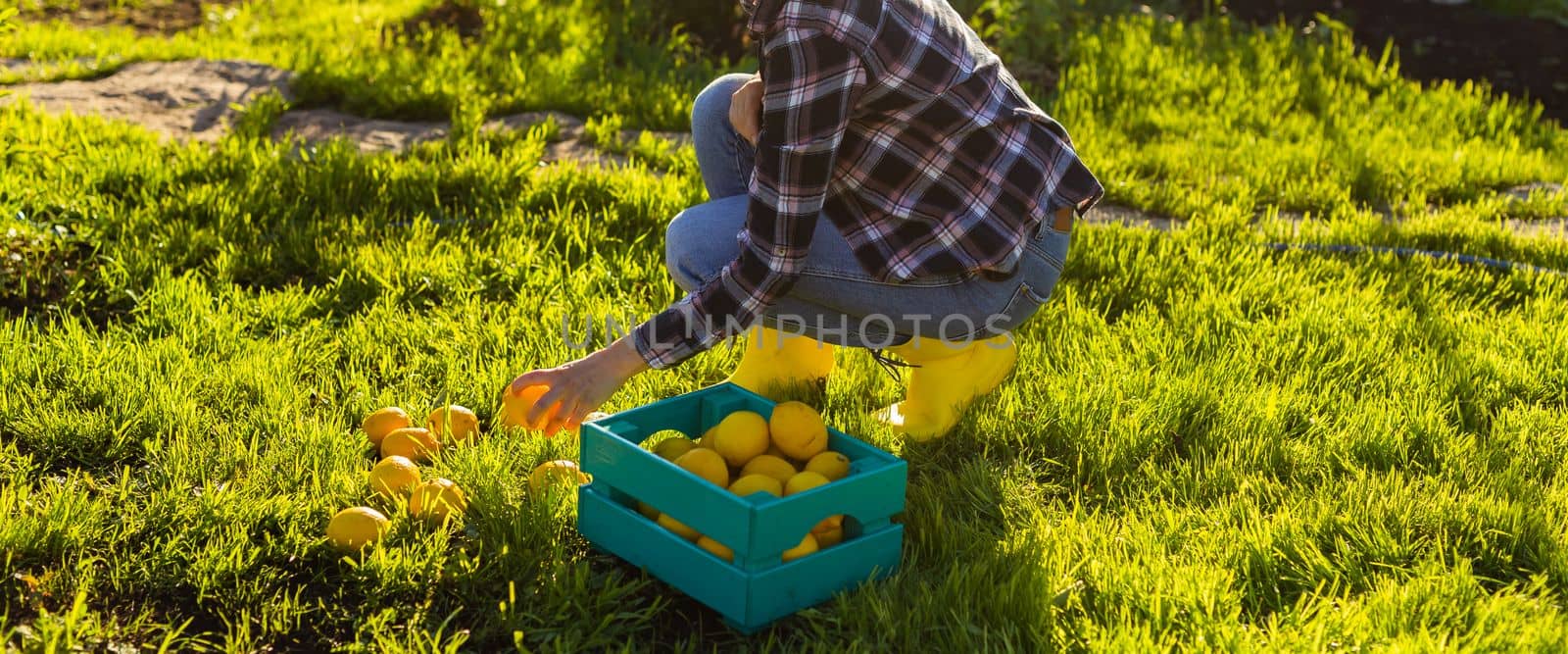 Pretty young woman gardener in hat picks lemons in a basket in her vegetable garden on a sunny summer day.