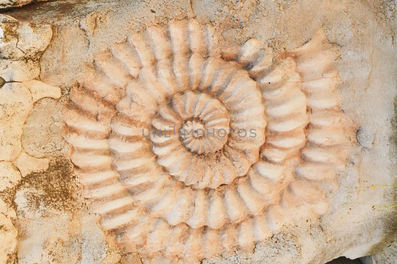 The ammonite prehistoric fossil on the surface of the stone