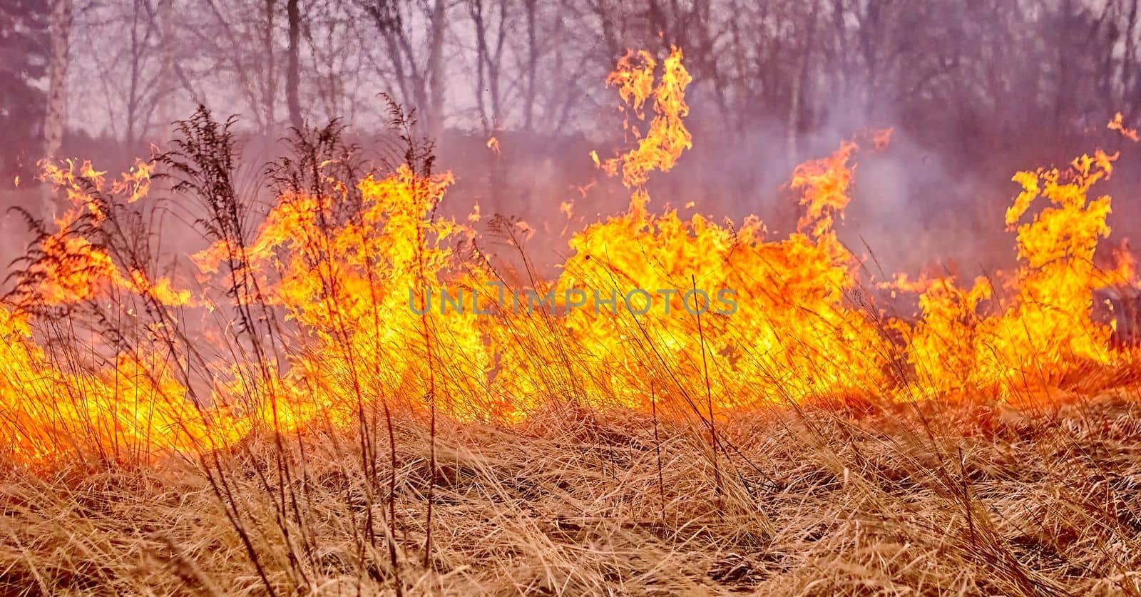 Burning old dry grass in garden. Flaming dry grass on a field. Forest fire. Stubble field is burned by farmer. Fire in the Field.