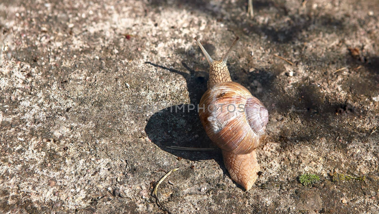 Common garden snail on the sidewalk. Snail on a blurred background lit by the sun.