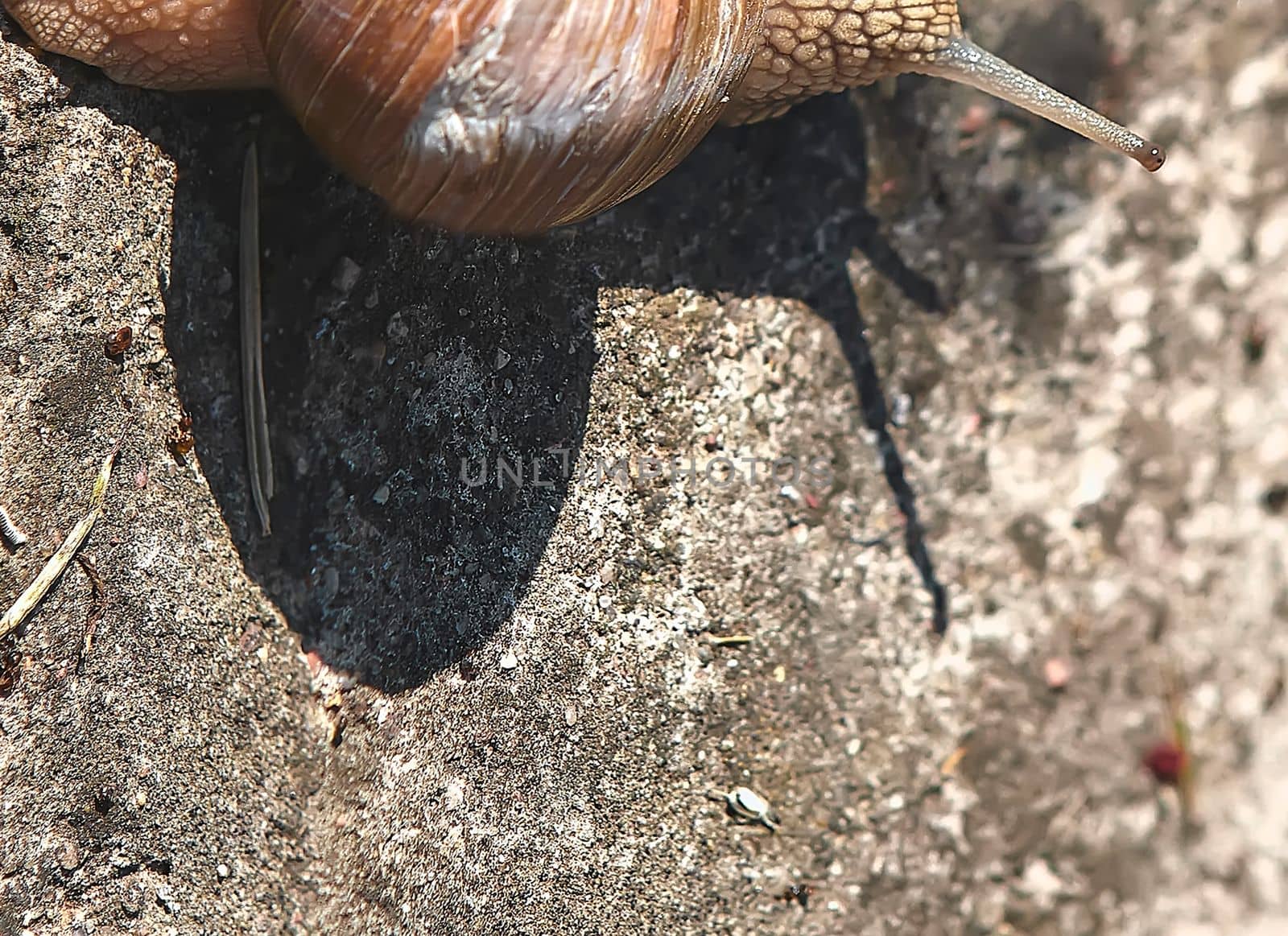 Grape snail crawls on the ground in the grass. The shadow of a snail on the sand.