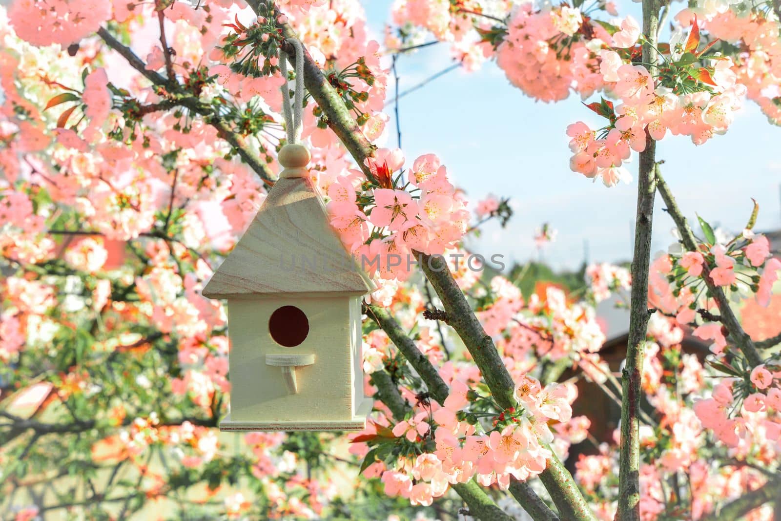 Birdhouse with blossom cherry white flowers sakura