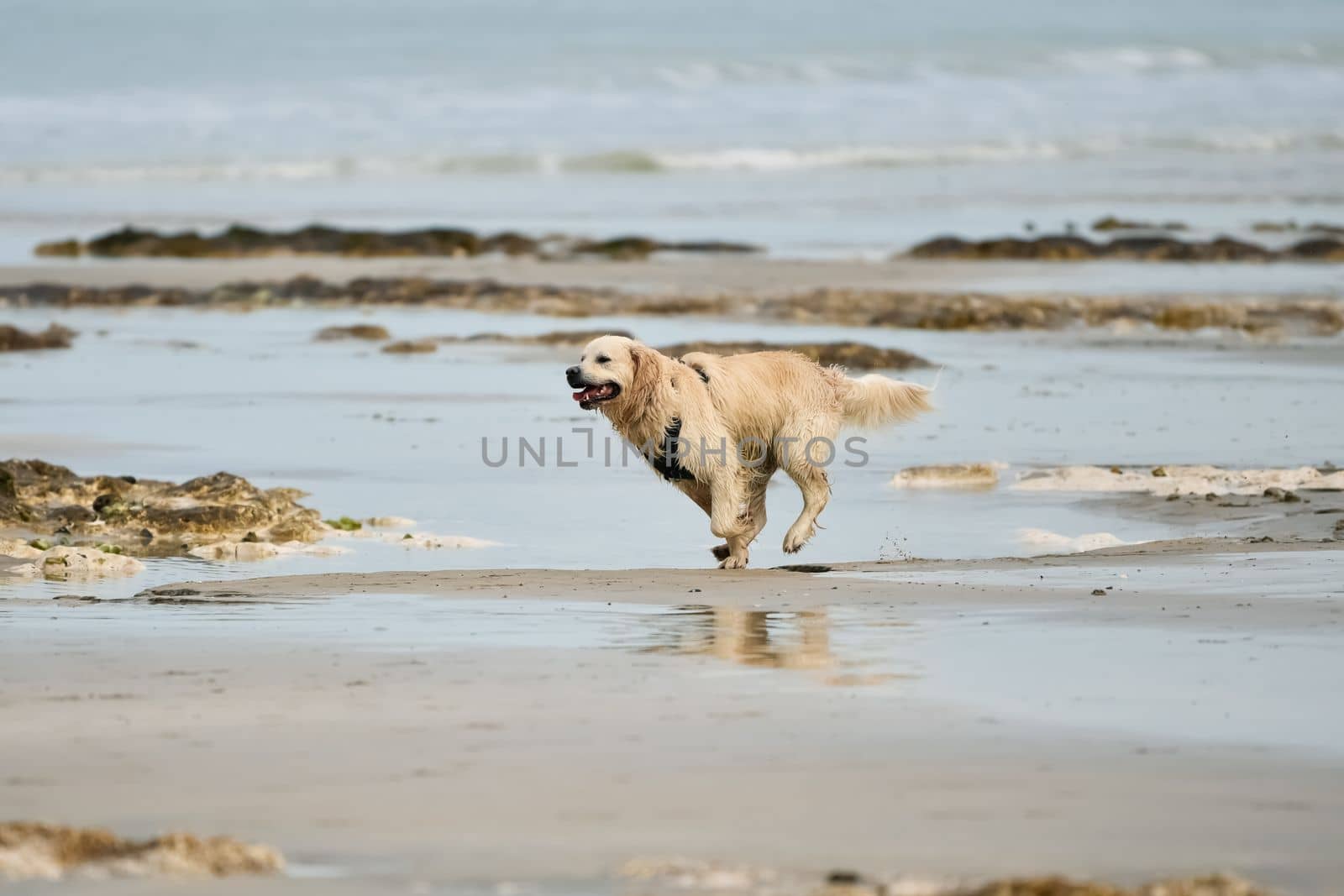 Golden retriever runs wet on the coast