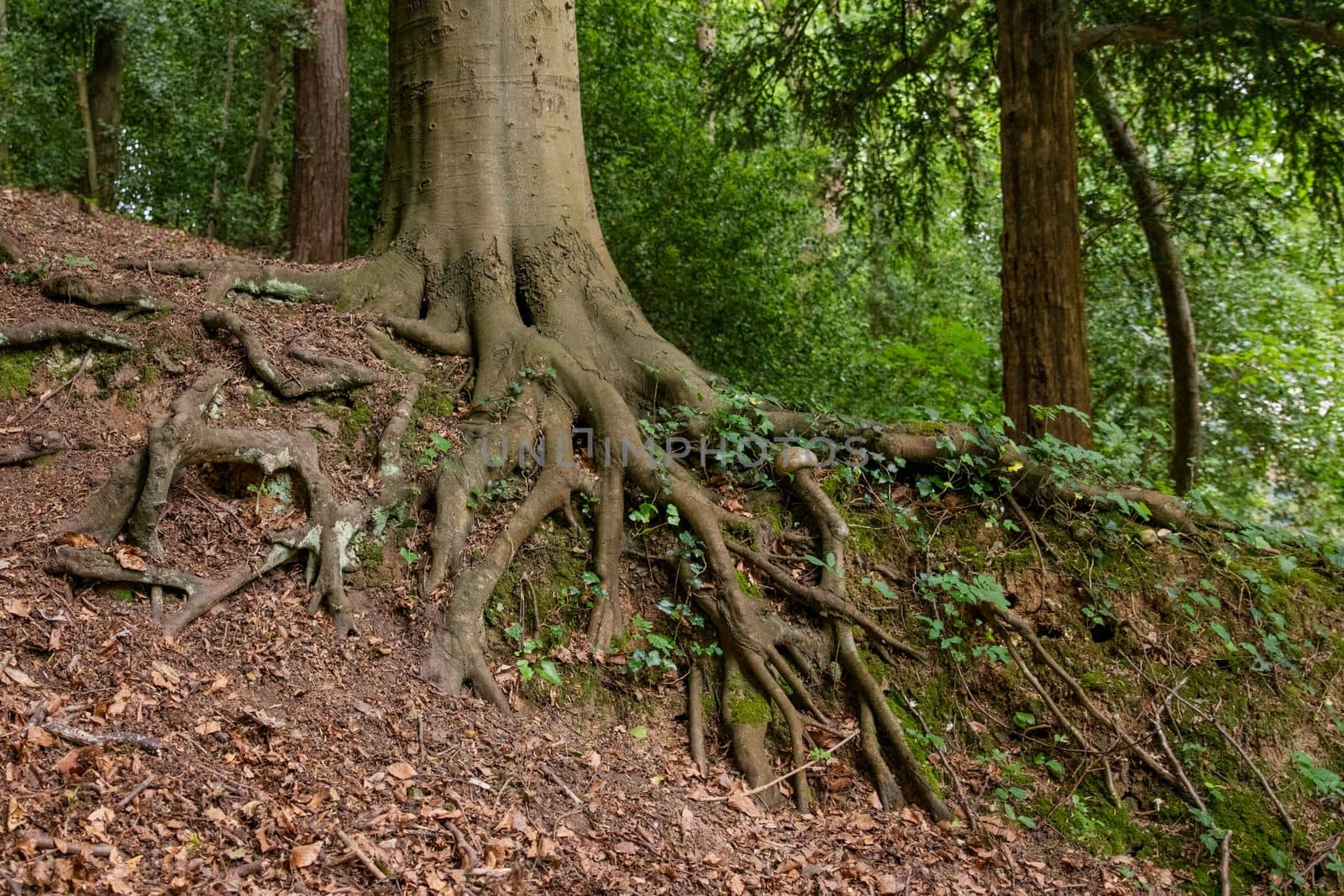 Big tree root ivy in a forest