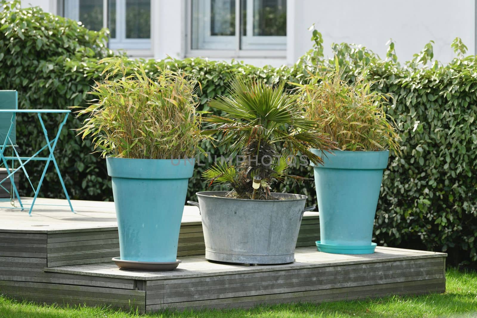 Large pots with plant in the garden