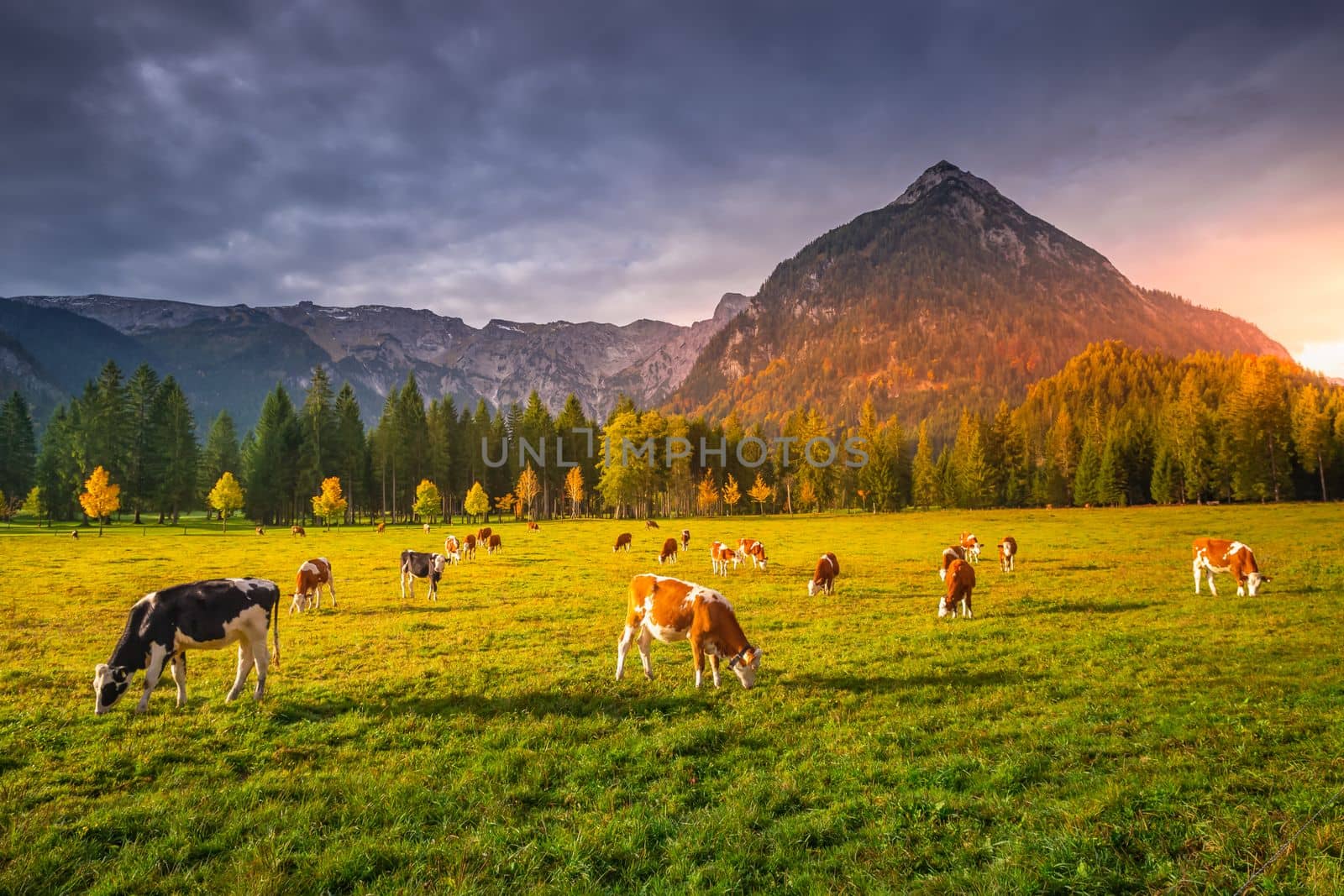 Cows and idyllic Karwendel alps at autumn, tyrol and bavarian alps border, Austria