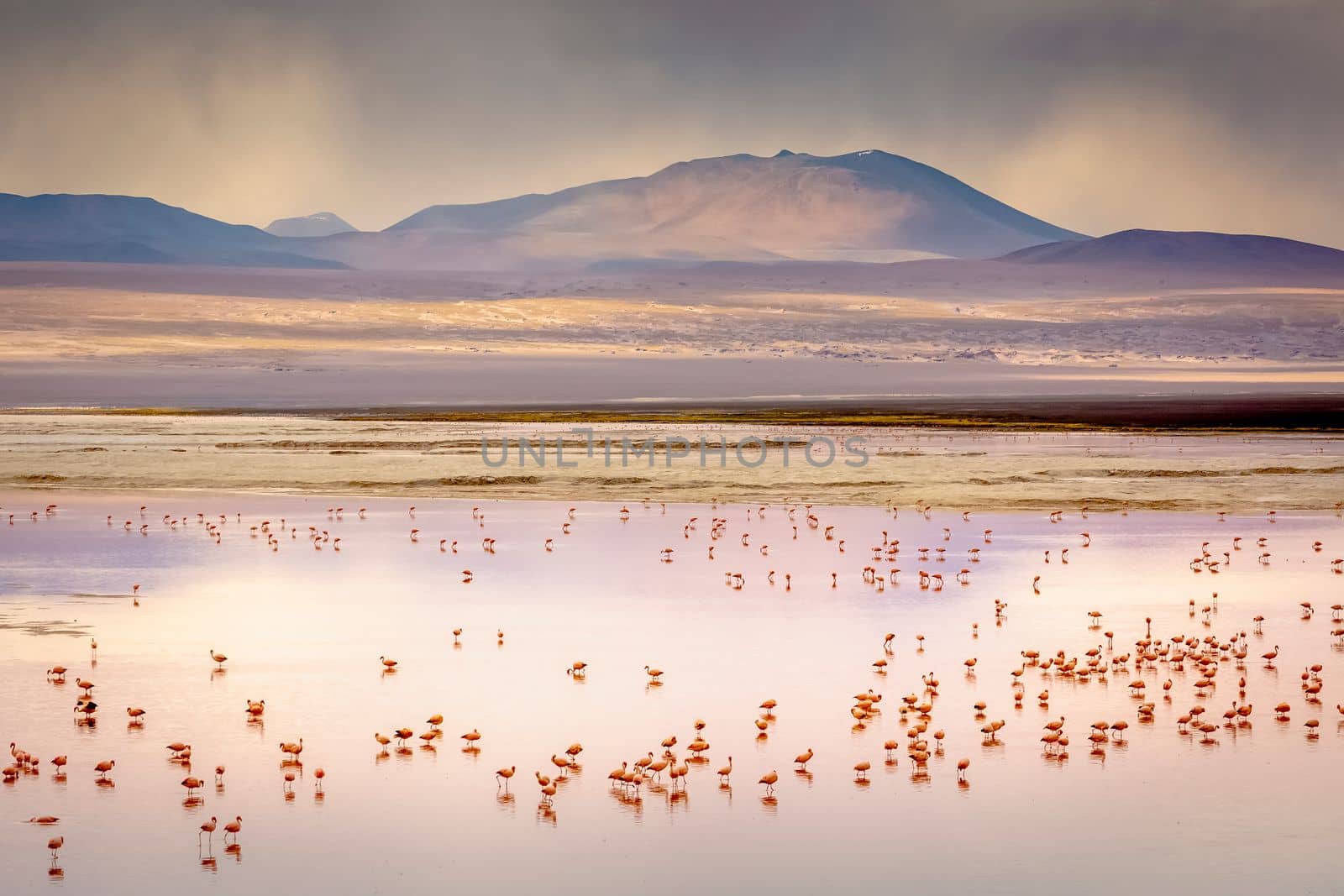 Laguna colorada, Red lake, with Andean Flamingos and Idyllic Altiplano Atacama Desert, Volcanic landscape, Potosi, Bolivian Andes, Bolivia