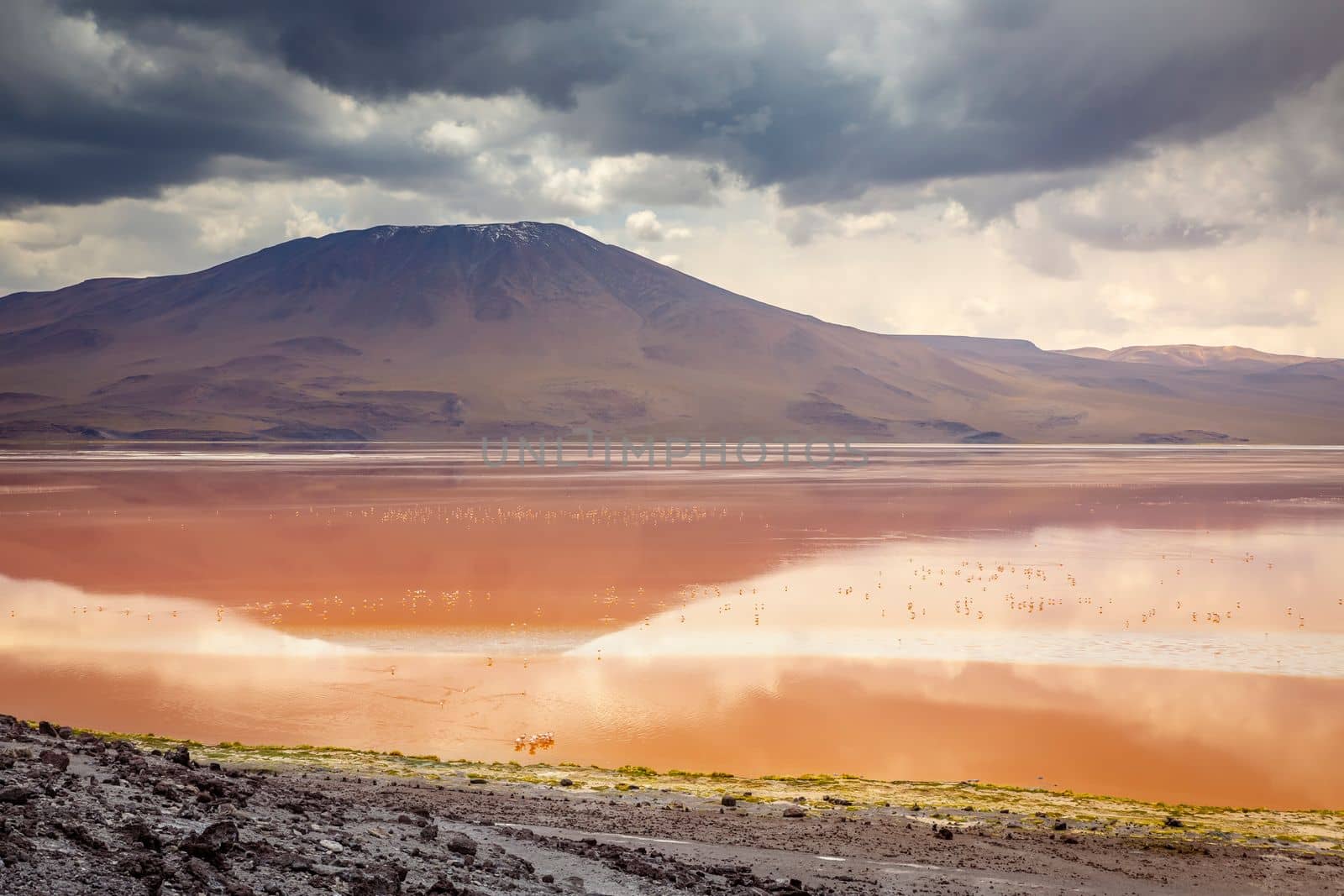 Laguna colorada, Red lake, with Andean Flamingos and Idyllic Altiplano Atacama Desert, Volcanic landscape, Potosi, Bolivian Andes, Bolivia