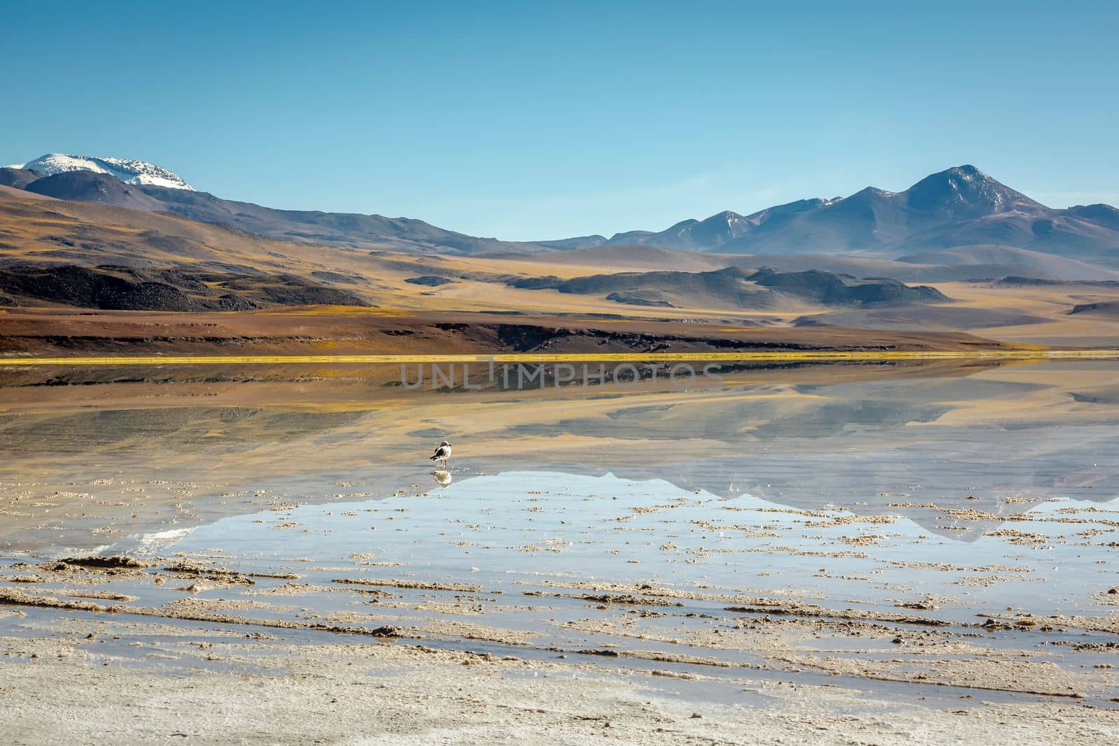 Salt lake reflection and idyllic volcanic landscape at sunrise, Atacama desert, Chile border with Bolivia