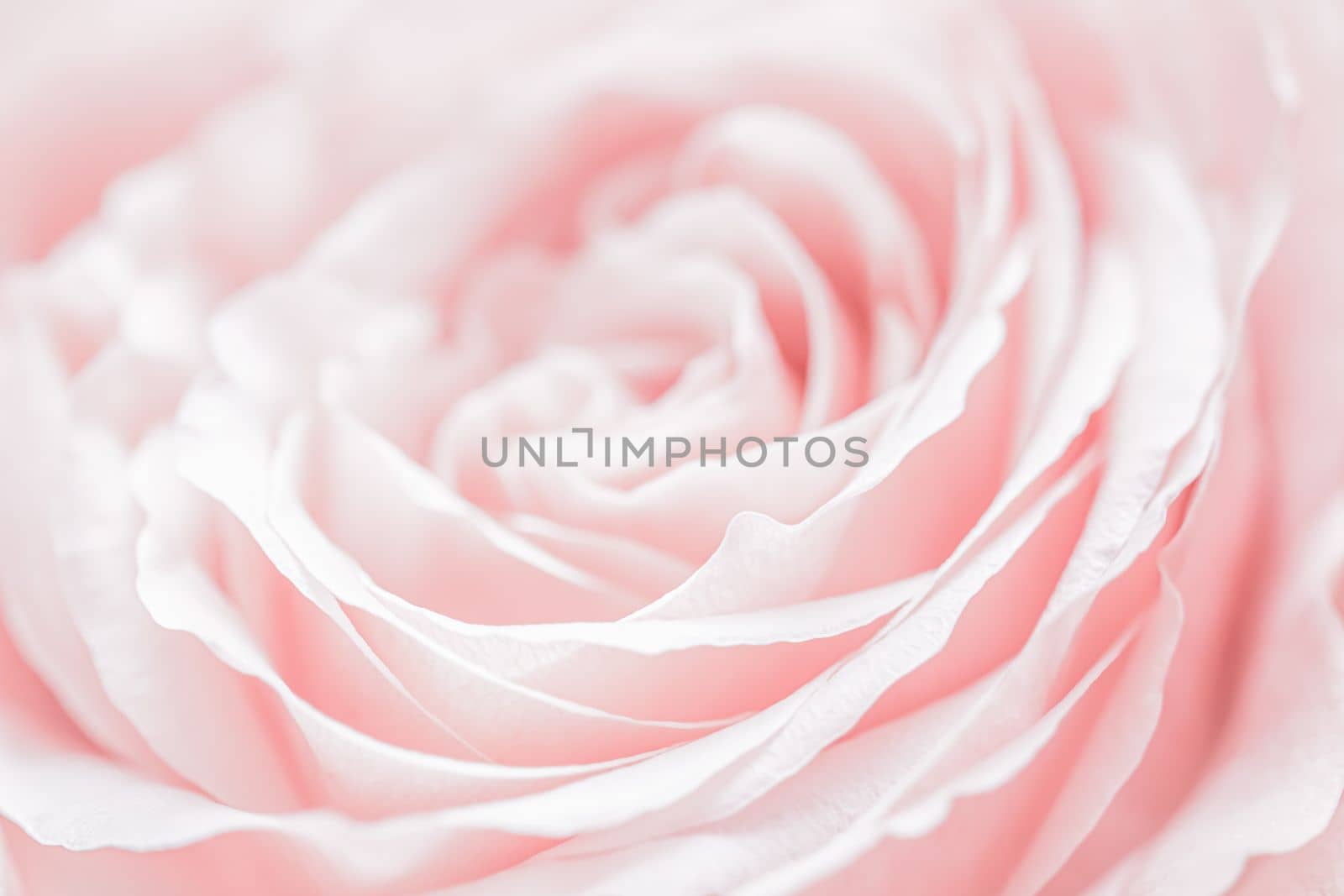 Abstract floral background, pink pale rose flower petals, soft focus. Macro flowers backdrop for holiday brand design