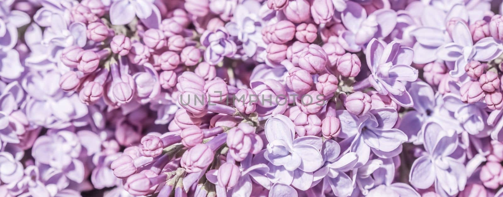 Abstract floral background, blooming branch, purple terry Lilac flower petals. Macro flowers backdrop for holiday brand design. Soft focus