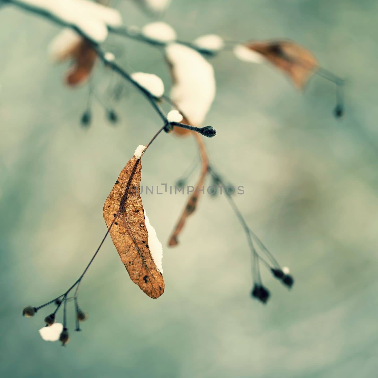 Winter landscape - frosty trees in the forest. Nature covered with snow. Beautiful seasonal natural background.